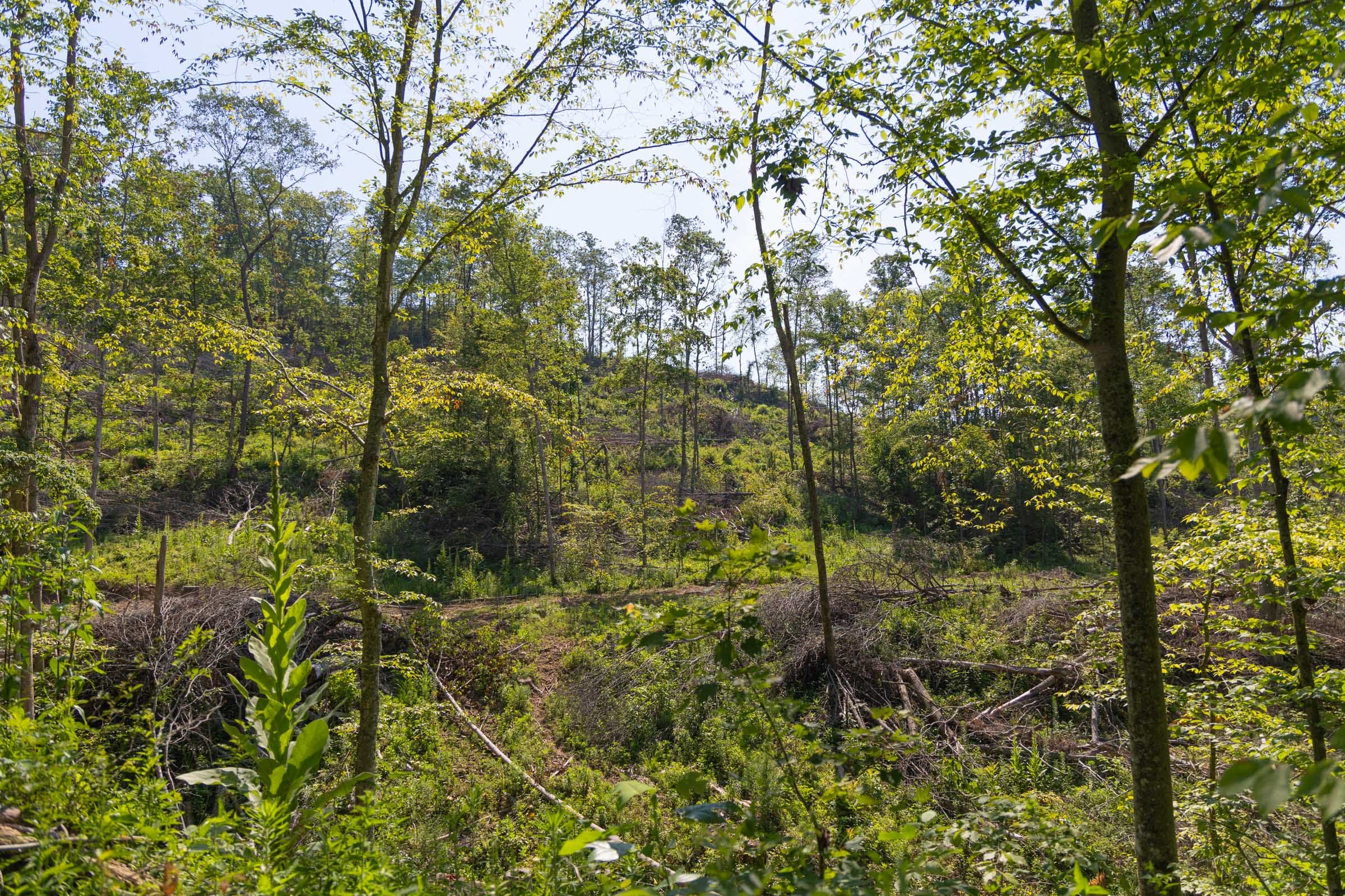 Creek Hollow Phase II Tract 74 photo 10
