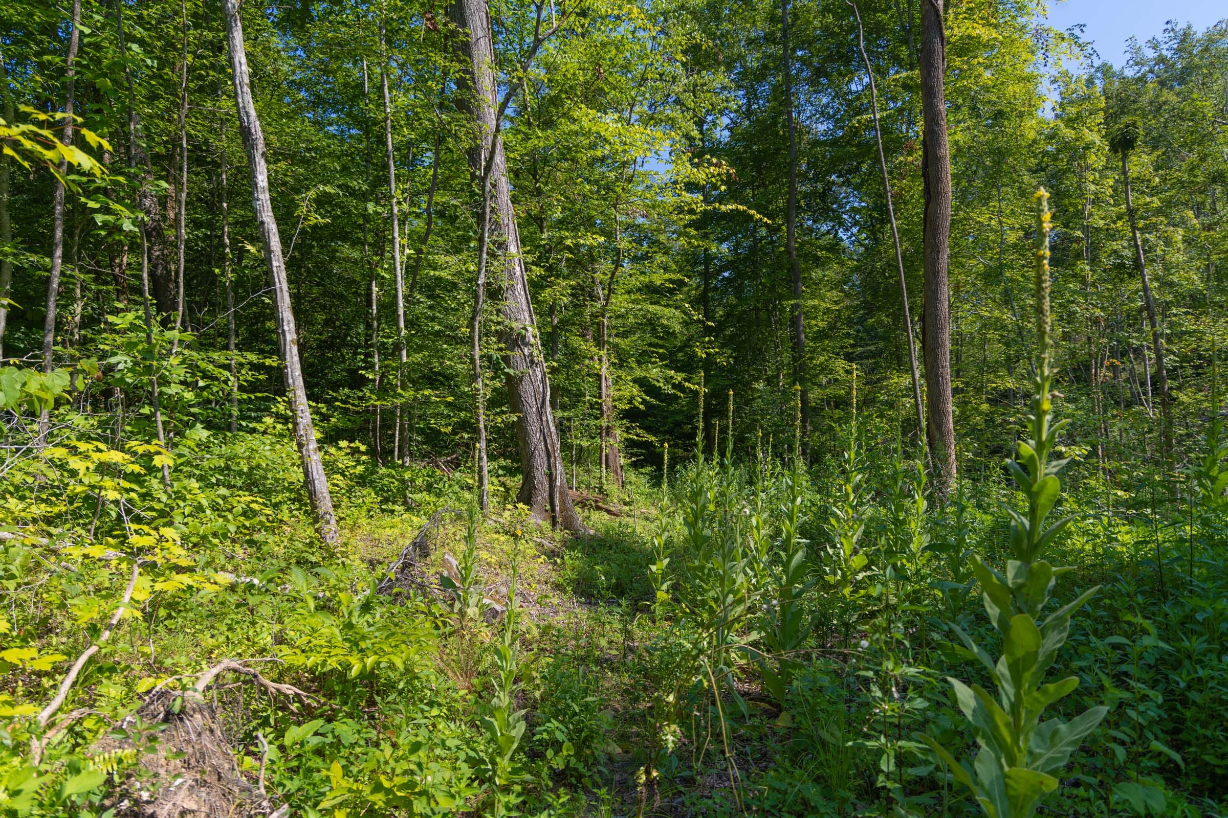 Creek Hollow Phase II Tract 74 photo 3