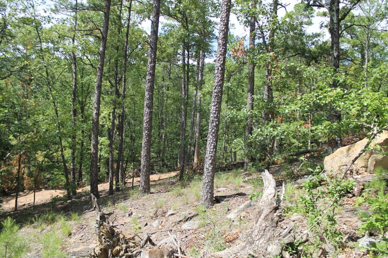 Trophy Ridge Phase III Tract 11 photo 4