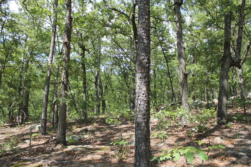 Trophy Ridge Phase III Tract 11 photo 6