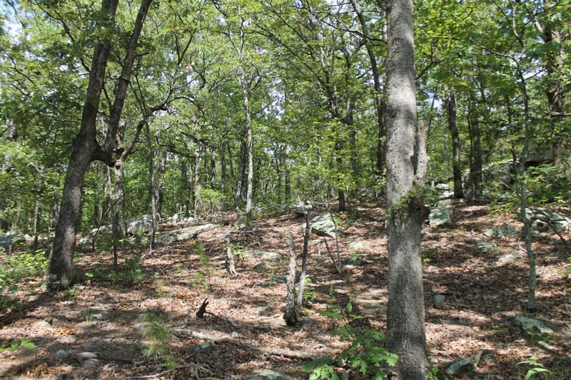 Trophy Ridge Phase III Tract 11 photo 7