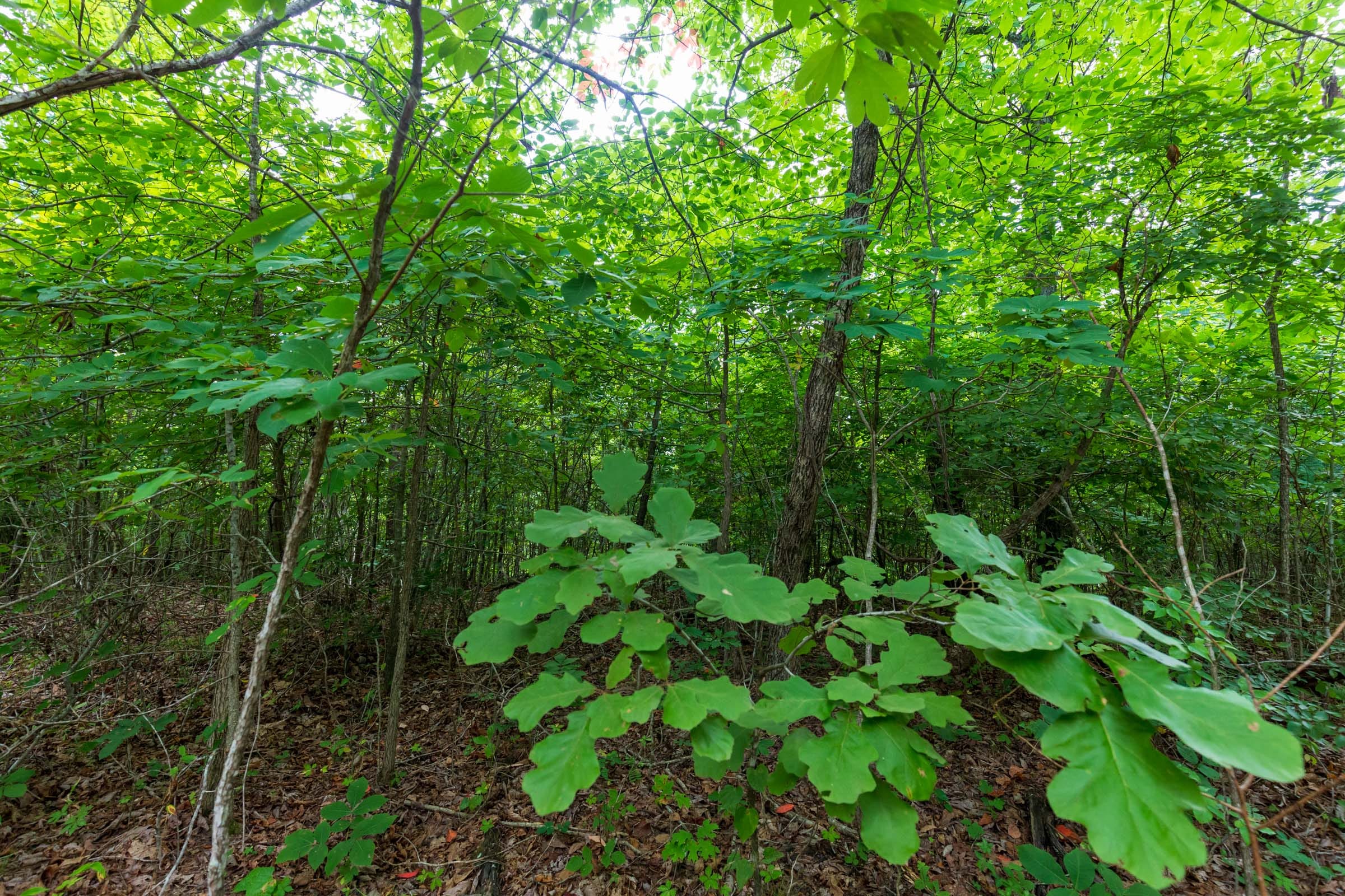 Cypress Ridge Tract 19 photo 2