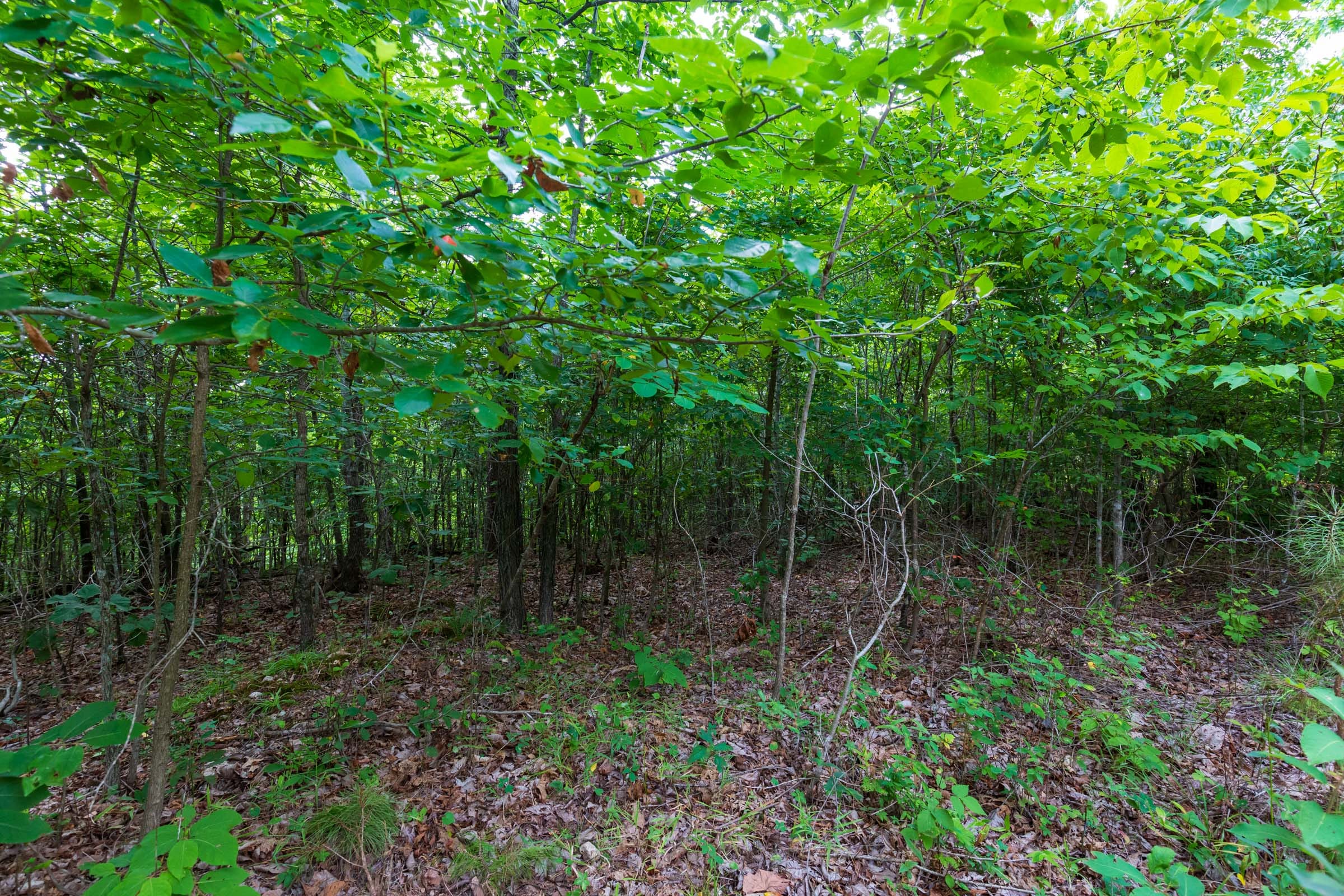 Cypress Ridge Tract 19 photo 3
