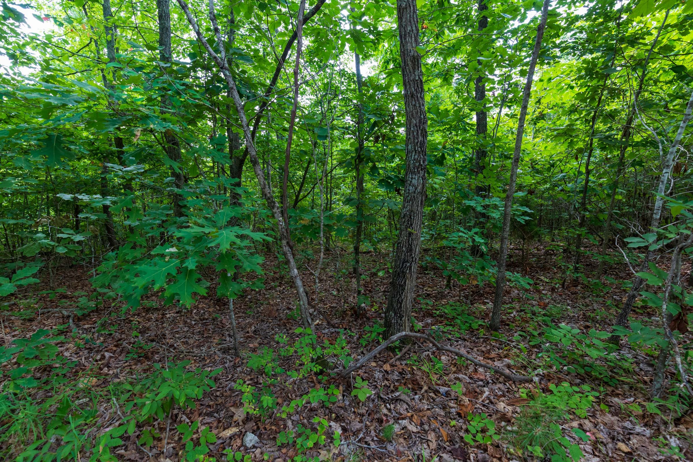 Cypress Ridge Tract 19 photo 5