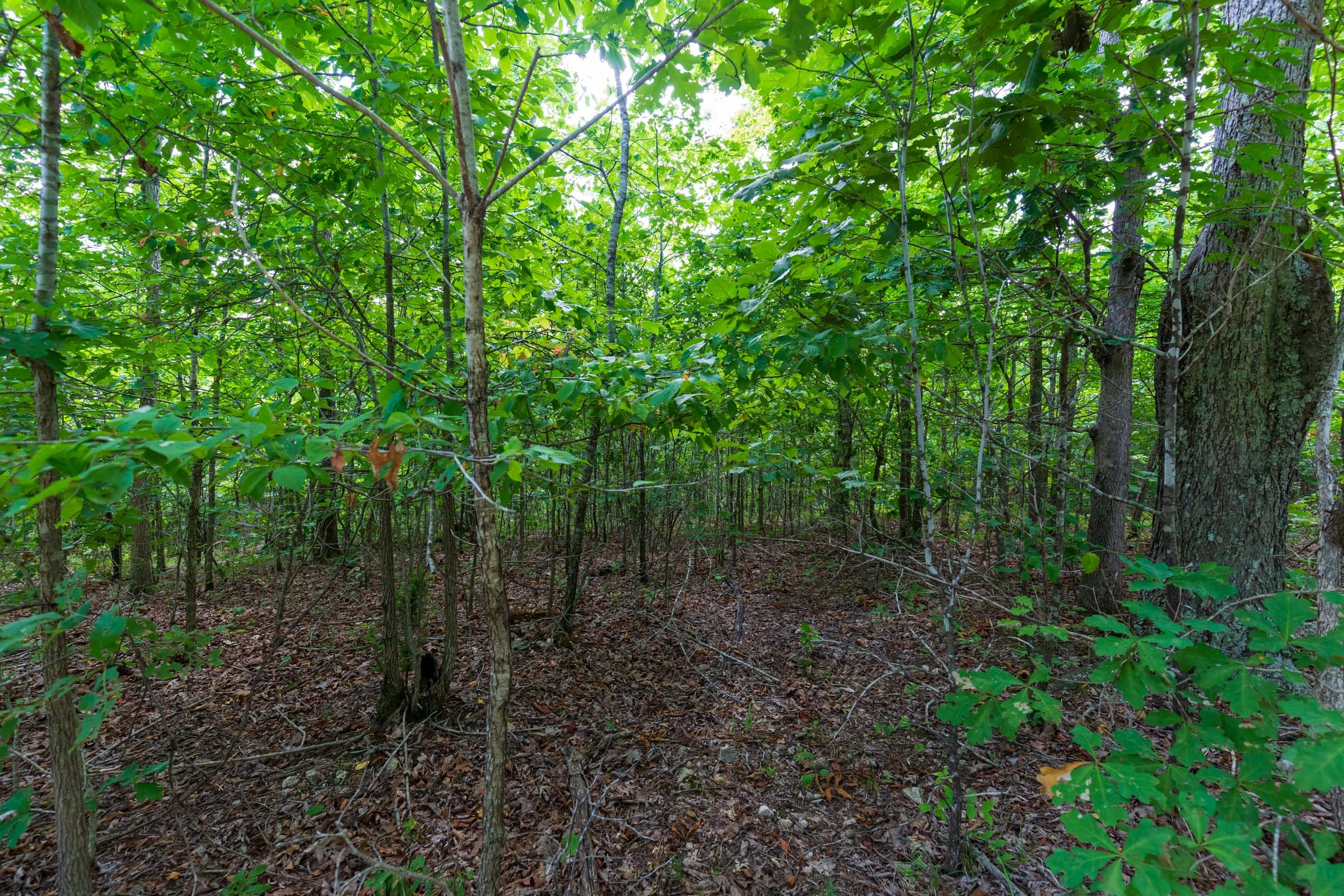 Cypress Ridge Tract 19 photo 6