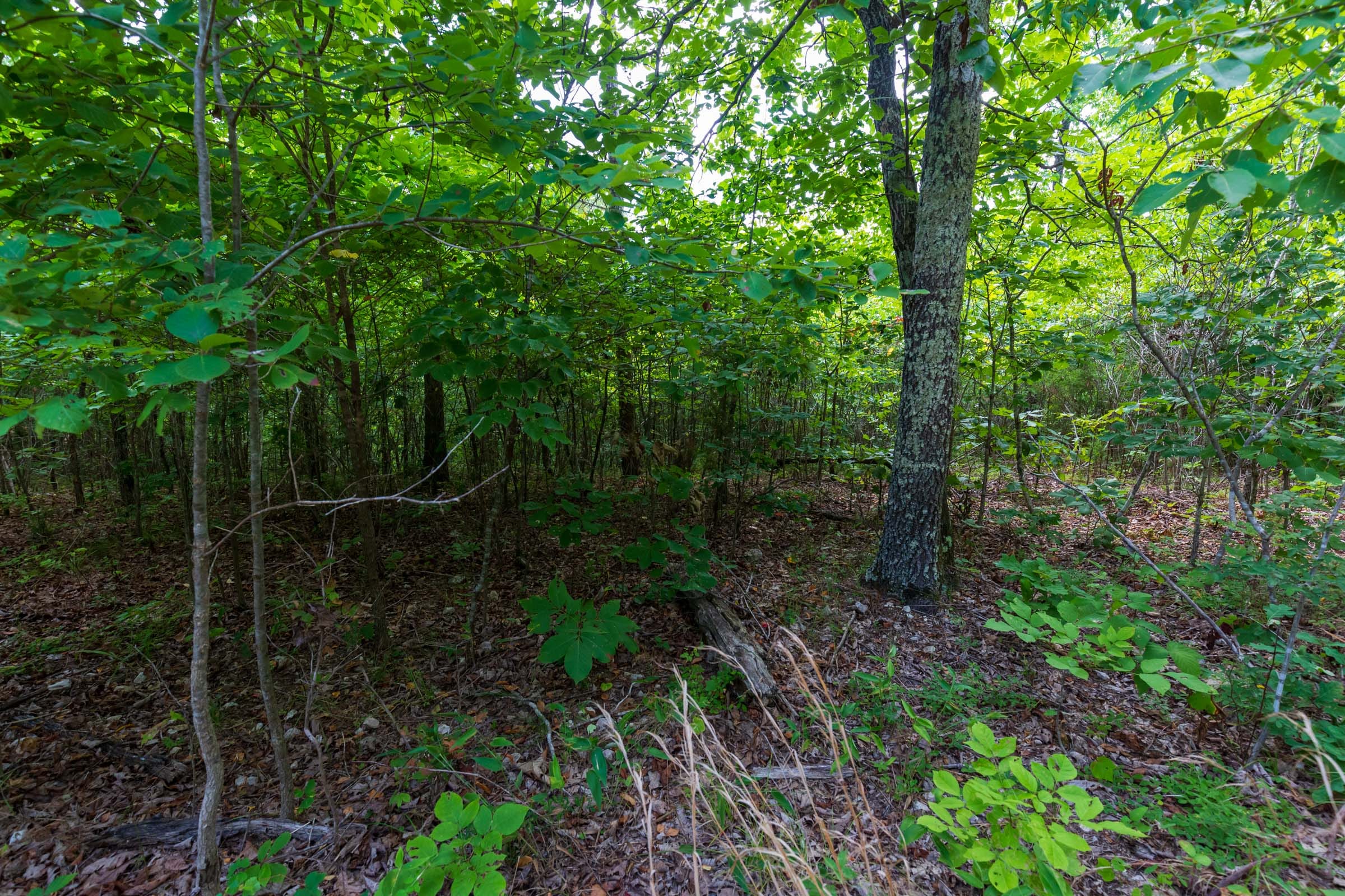 Cypress Ridge Tract 19 photo 8