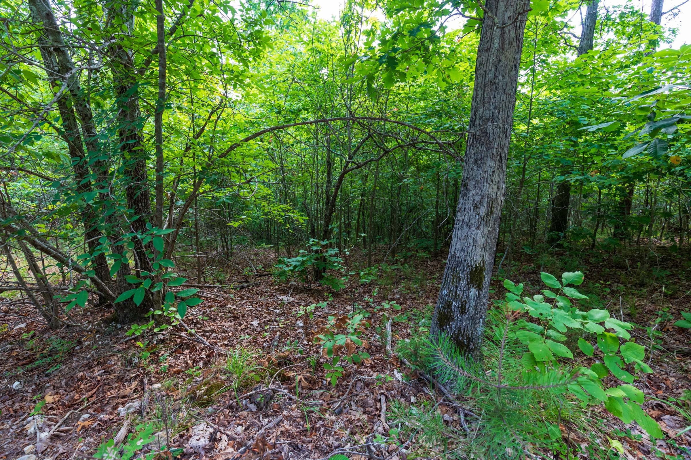 Cypress Ridge Tract 19 photo 9