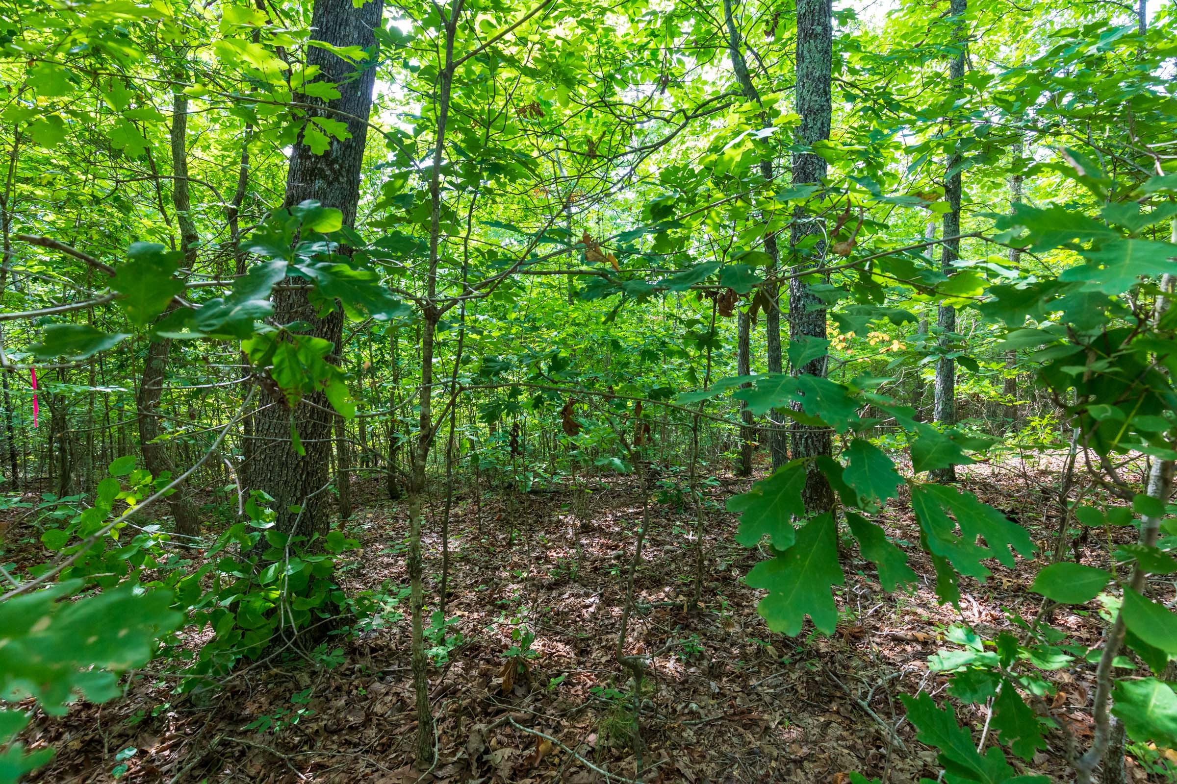 Cypress Ridge Tract 19 photo 11