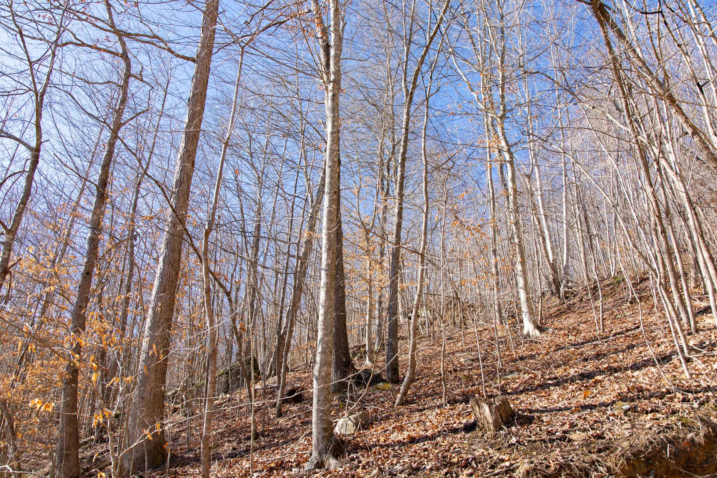 Blackstone Mountain Phase I Tract 18 photo 6
