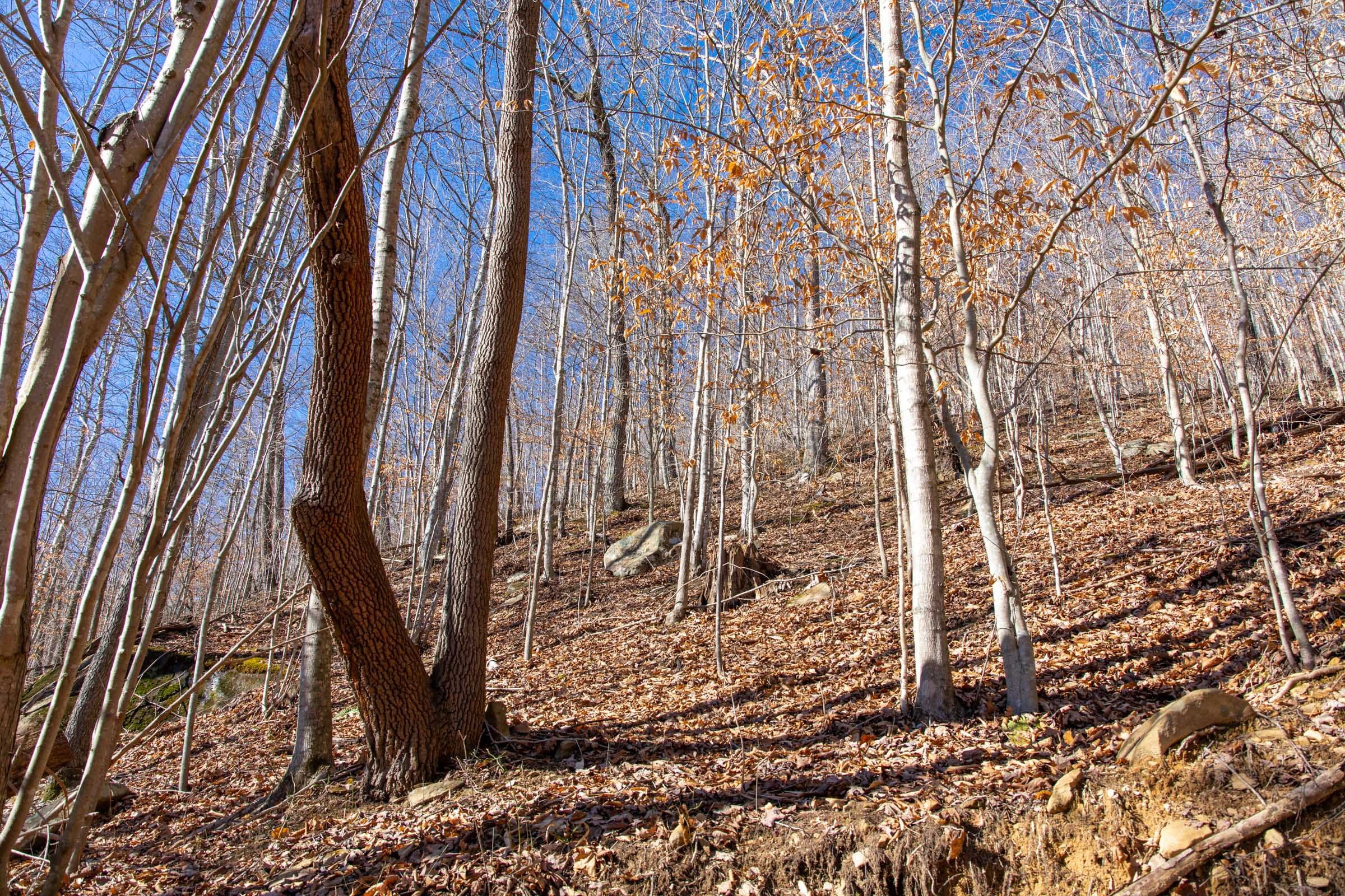 Blackstone Mountain Phase I Tract 18 photo 11