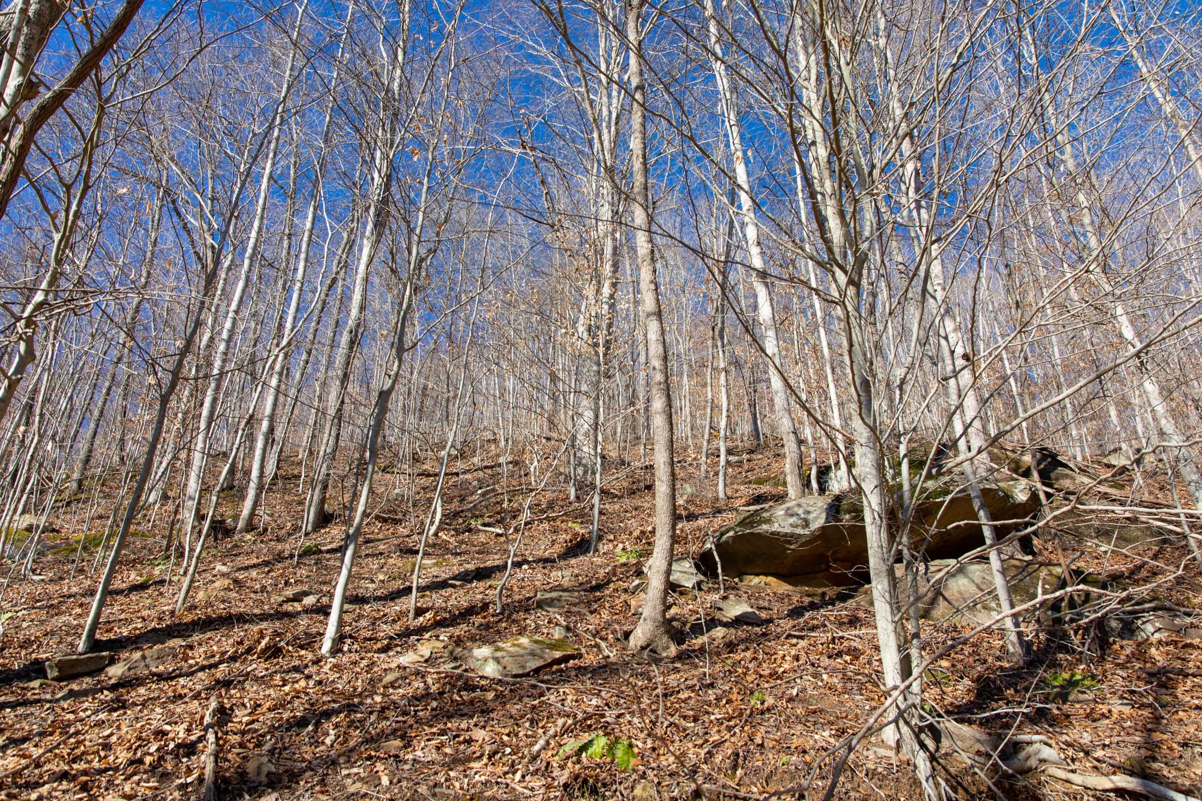 Blackstone Mountain Phase I Tract 18 photo 14