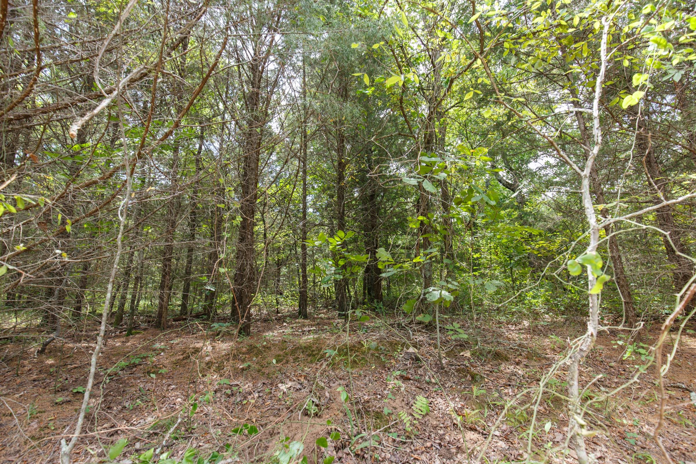 Timber Ridge Tract 38 photo 9