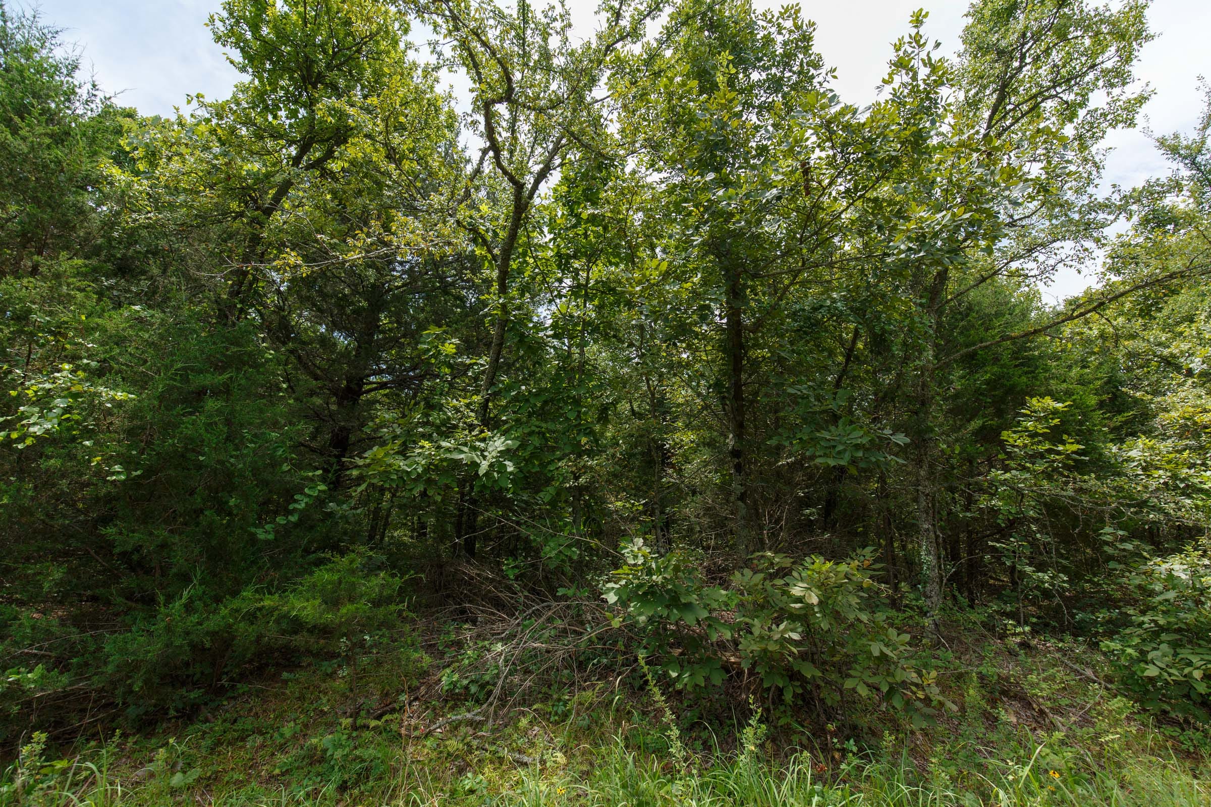 Timber Ridge Tract 38 photo 7