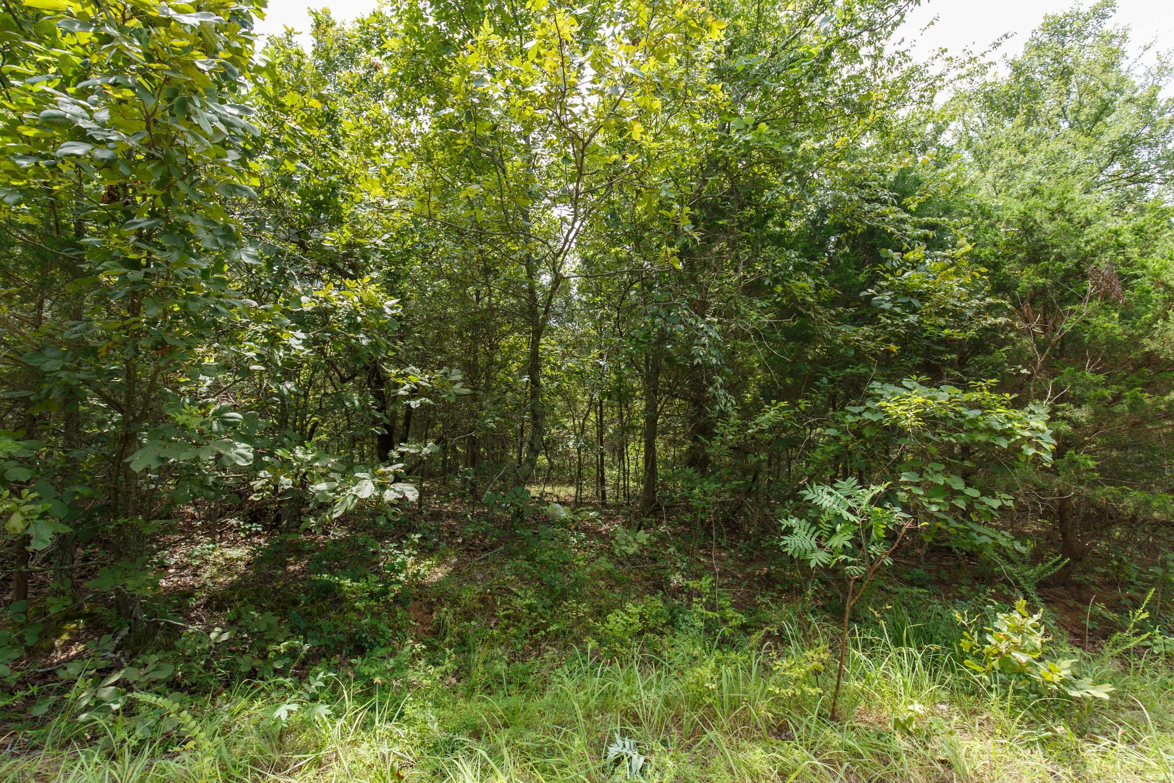Timber Ridge Tract 38 photo 10