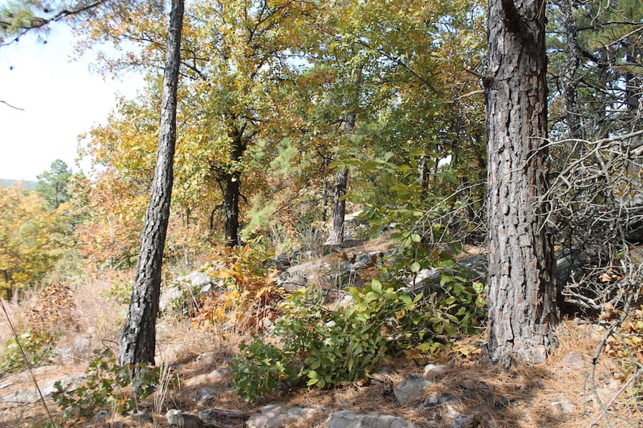 Indian Ridge – Phase III Tract 103 photo 9