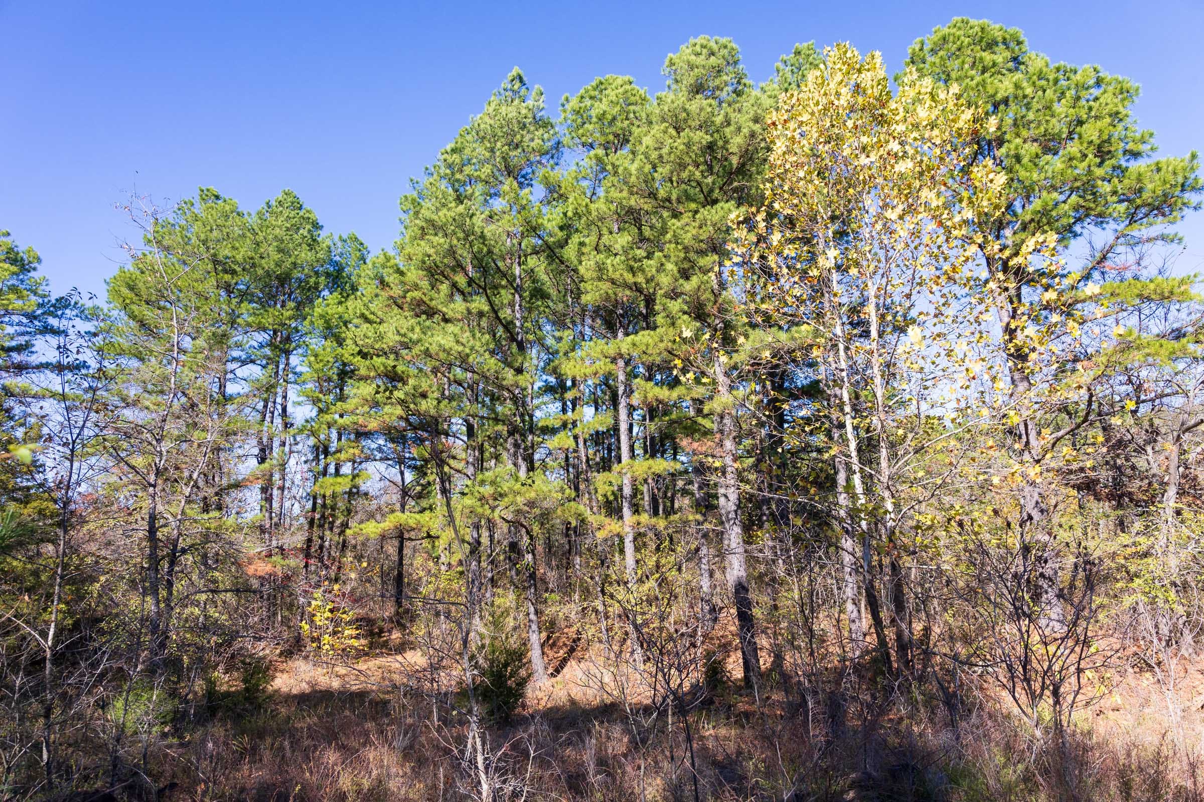 Stone Bridge Reserve Tract 12 photo 2