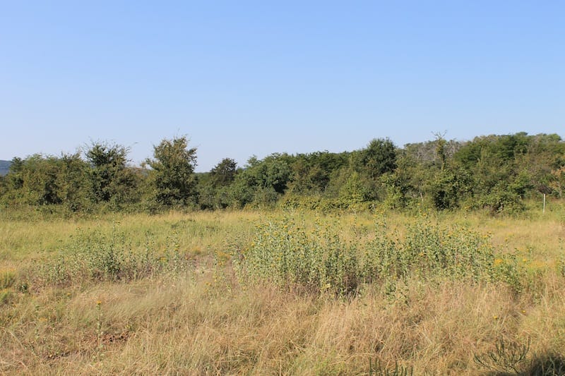Daisy Meadows Tract 28 photo 4