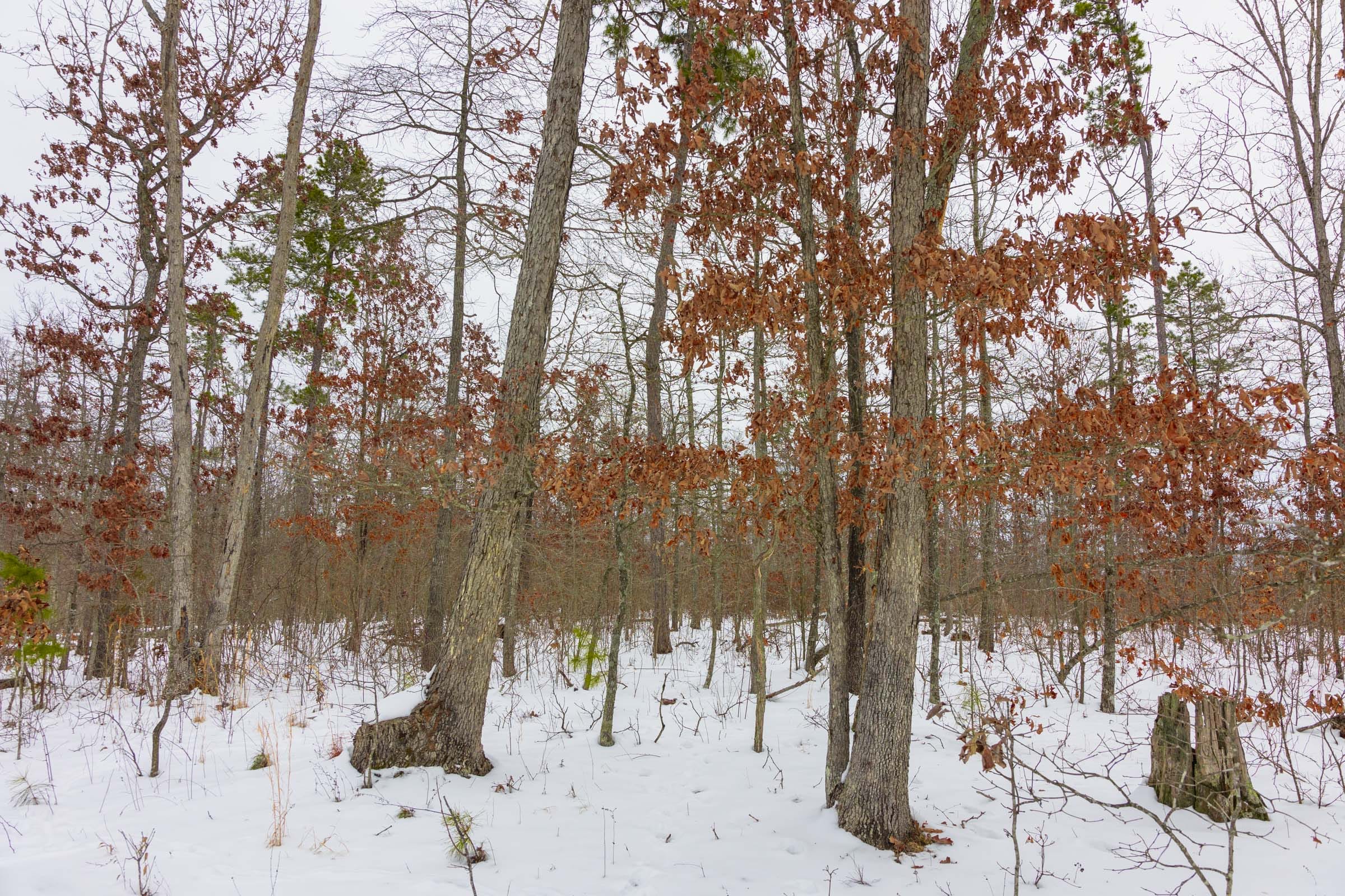 Sleepy Hollow Phase I Tract 11 photo 7