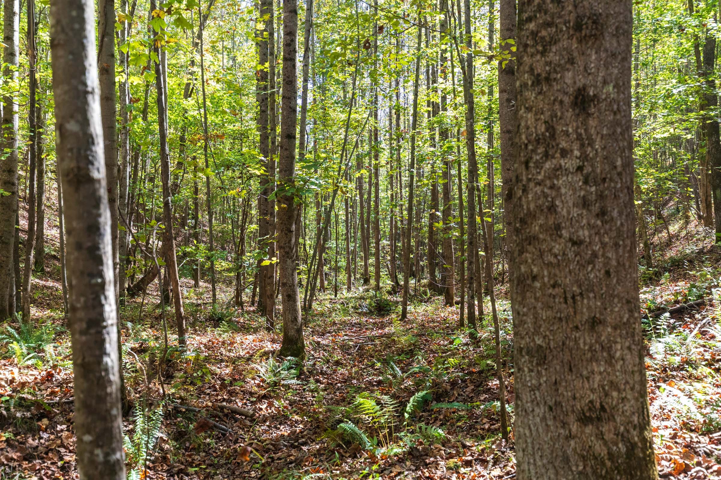 Bear Brook Tract 13 photo 2