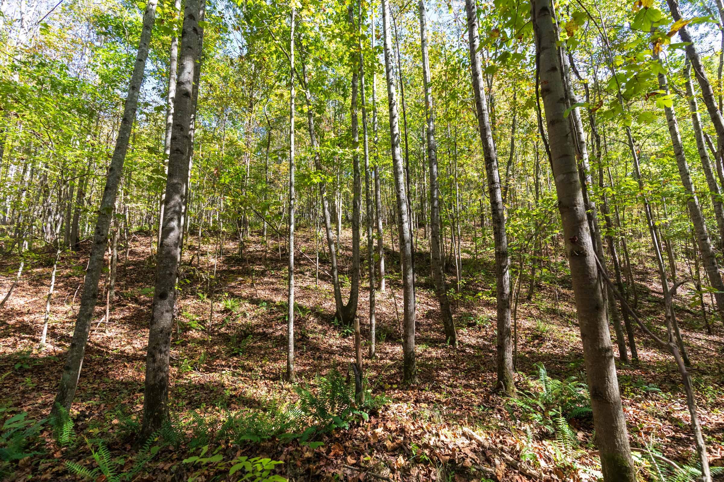 Bear Brook Tract 13 photo 6