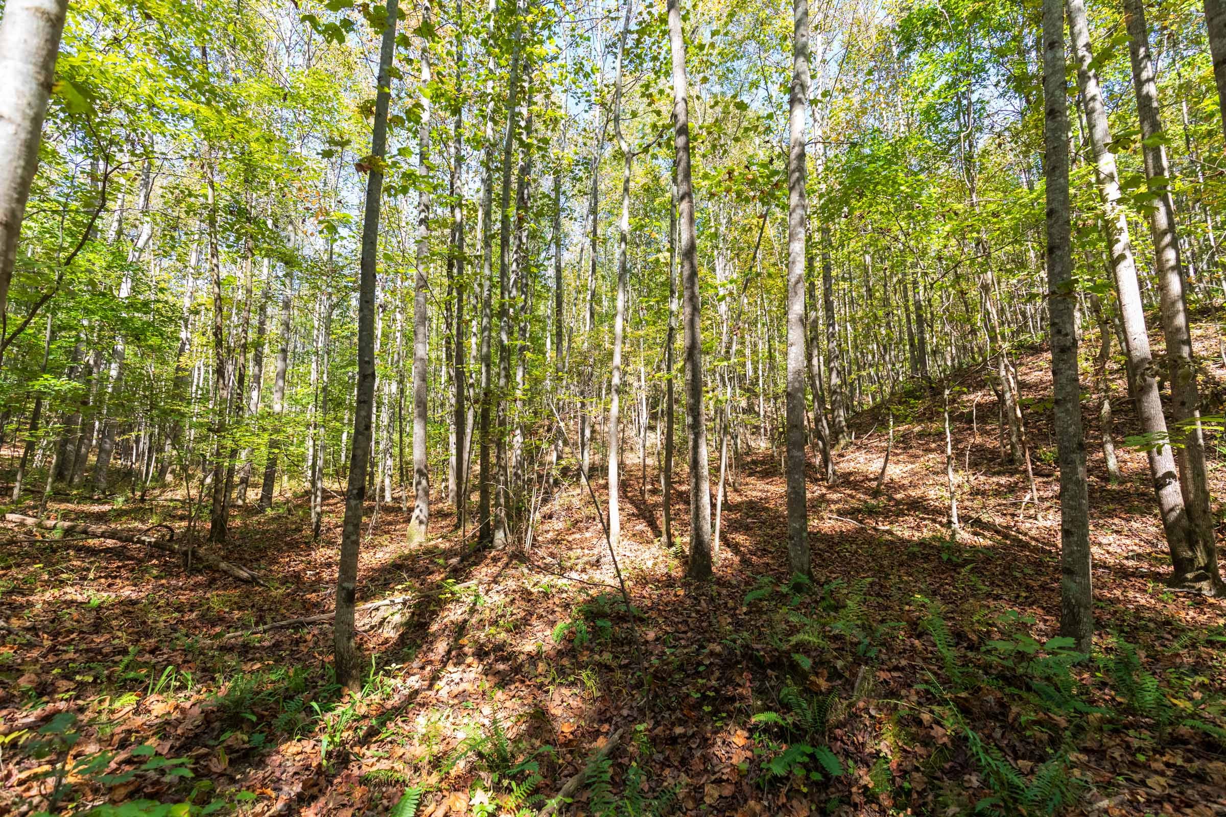 Bear Brook Tract 13 photo 9