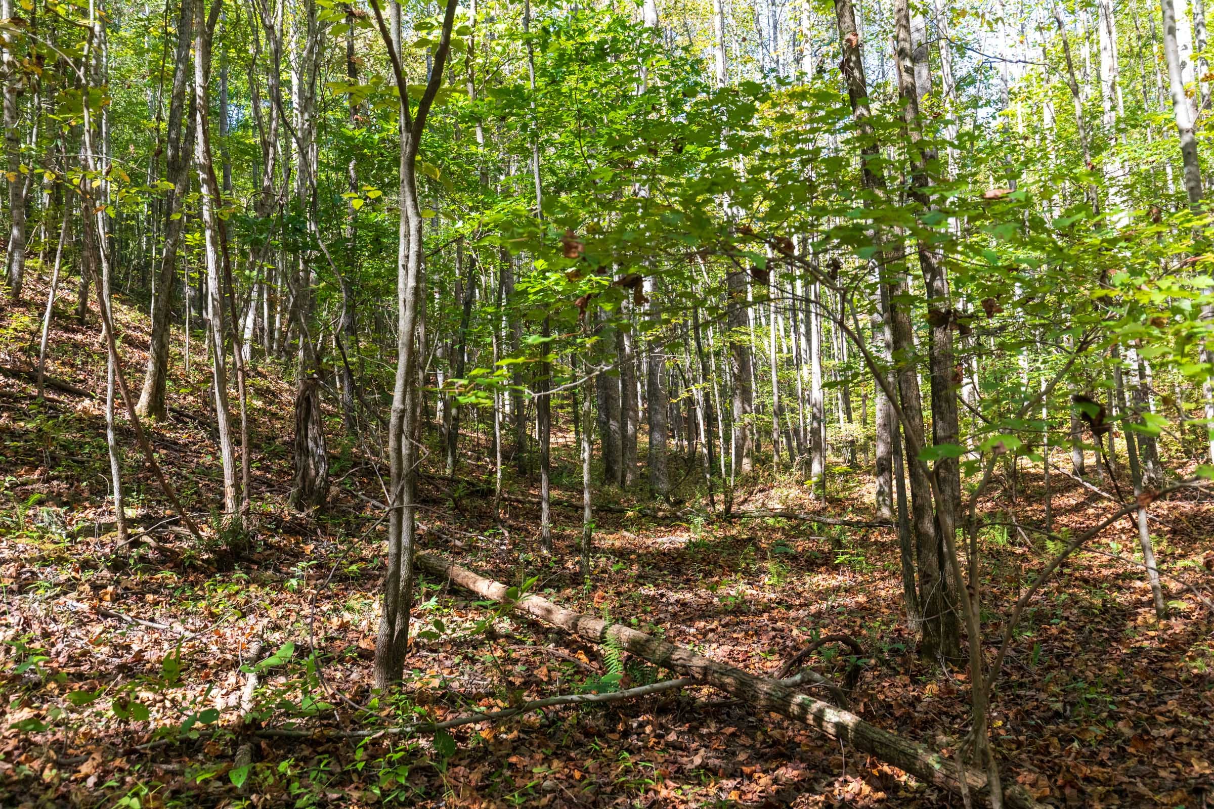 Bear Brook Tract 13 photo 8