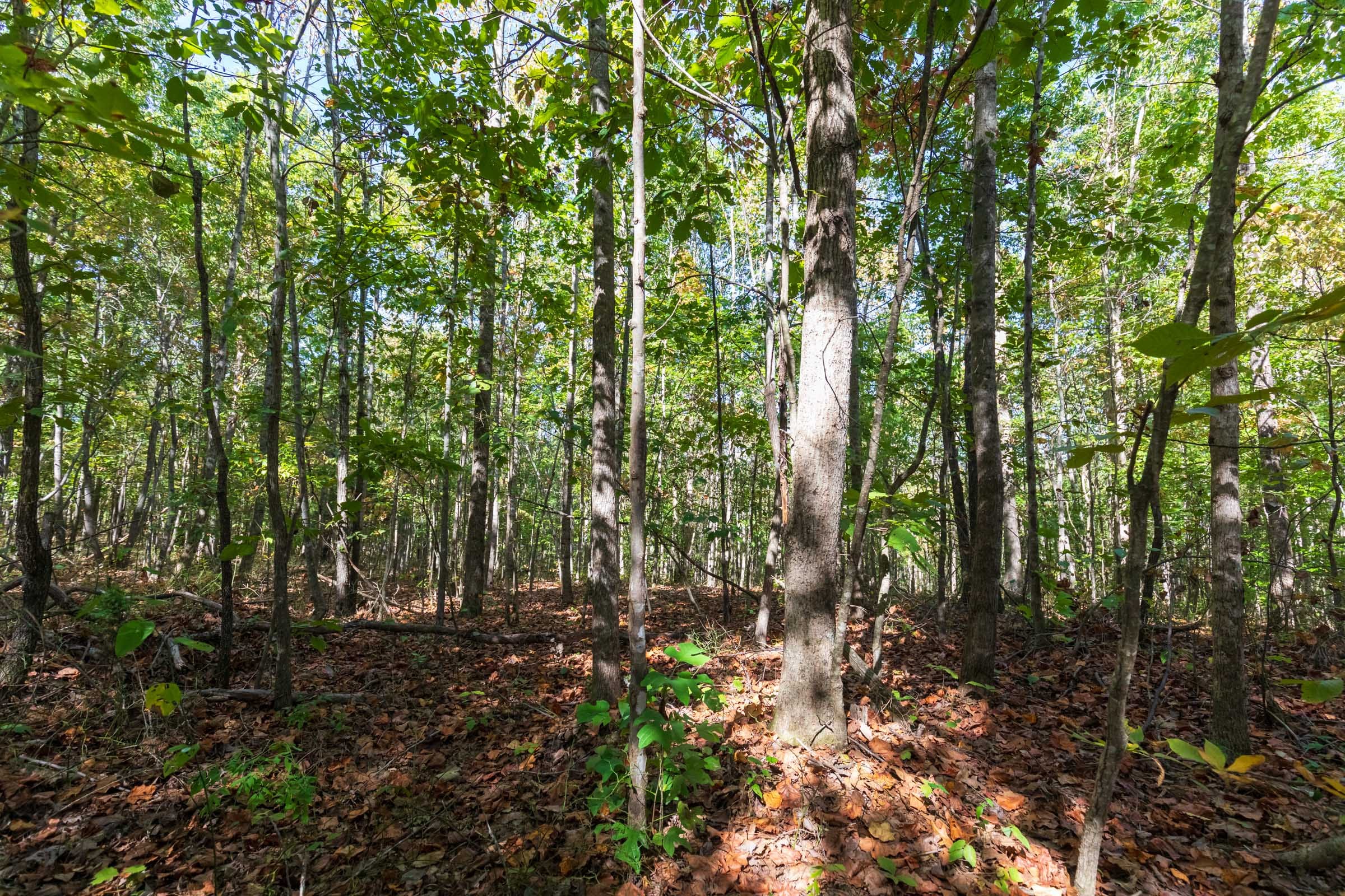 Bear Brook Tract 13 photo 5