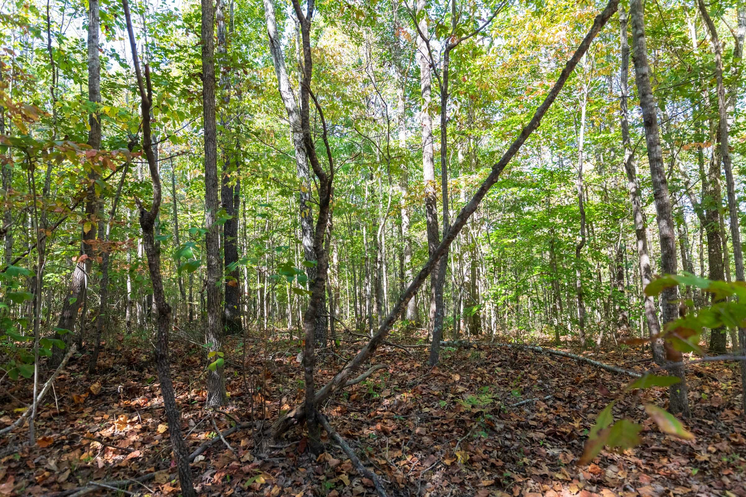 Bear Brook Tract 13 photo 10