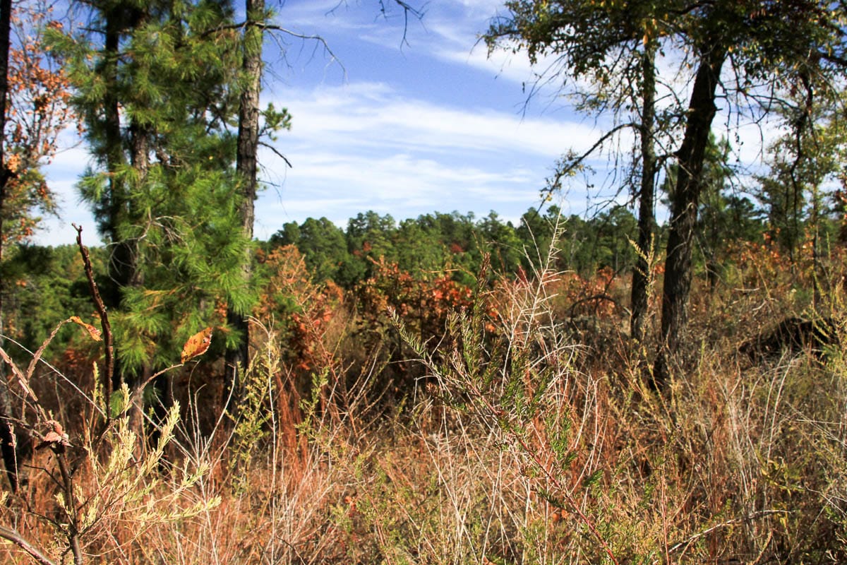 Stone Creek Phase III Tract 44 photo 4