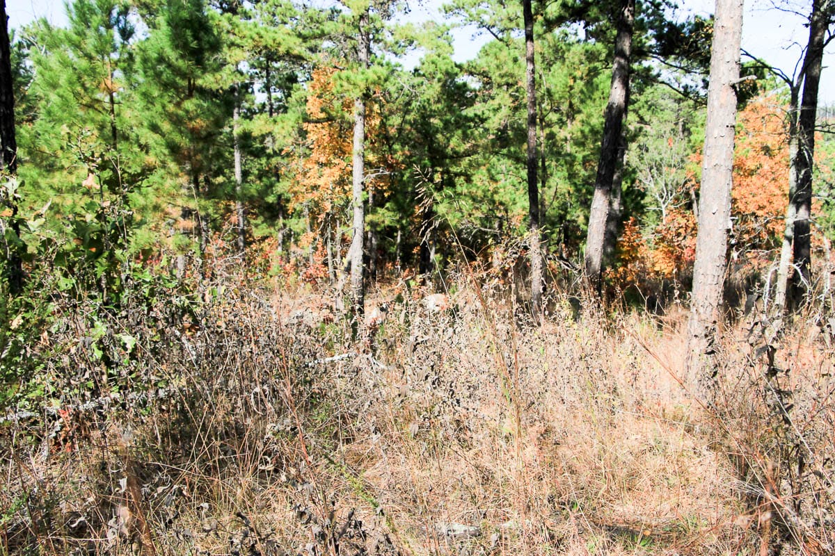 Stone Creek Phase III Tract 44 photo 6