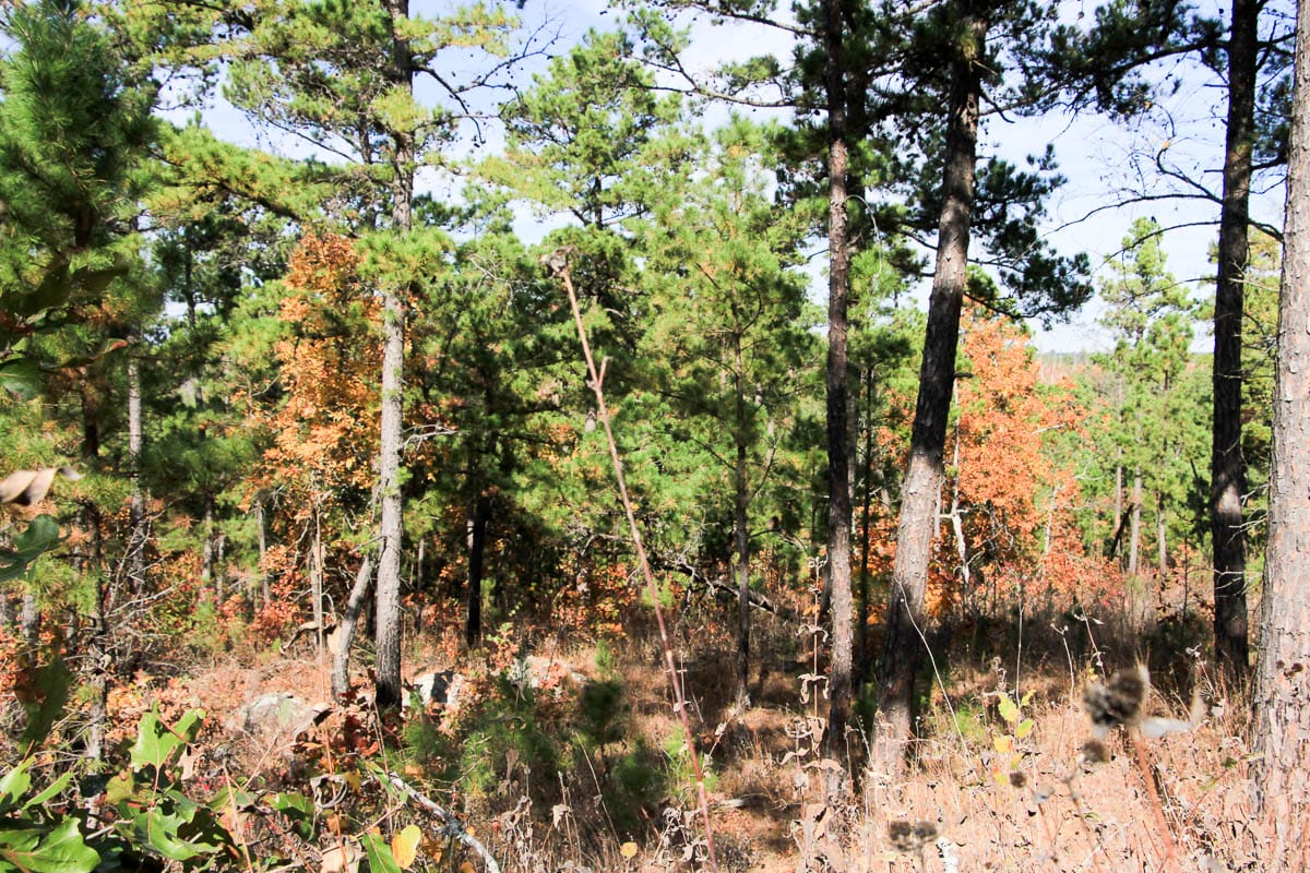 Stone Creek Phase III Tract 44 photo 8