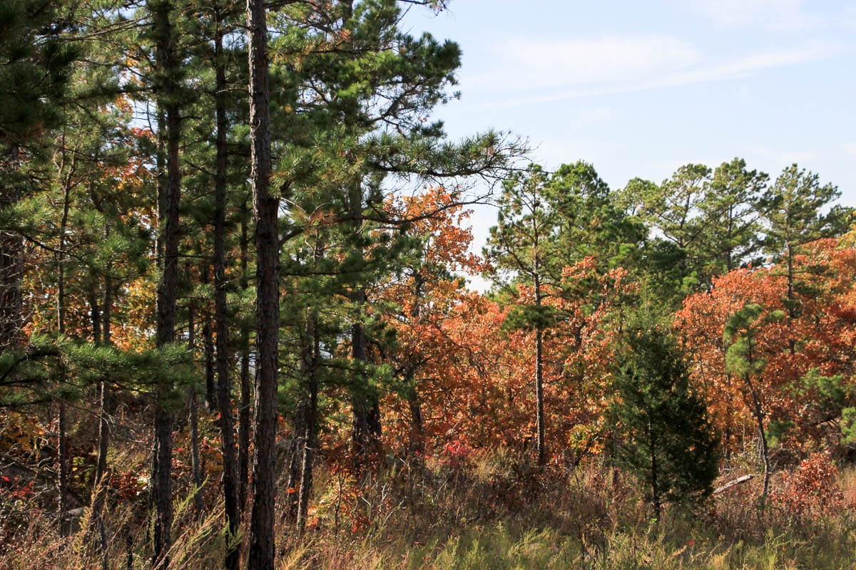 Stone Creek Phase III Tract 44 photo 11