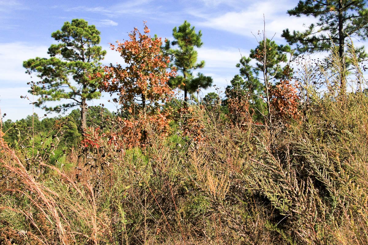 Stone Creek Phase III Tract 44 photo 12
