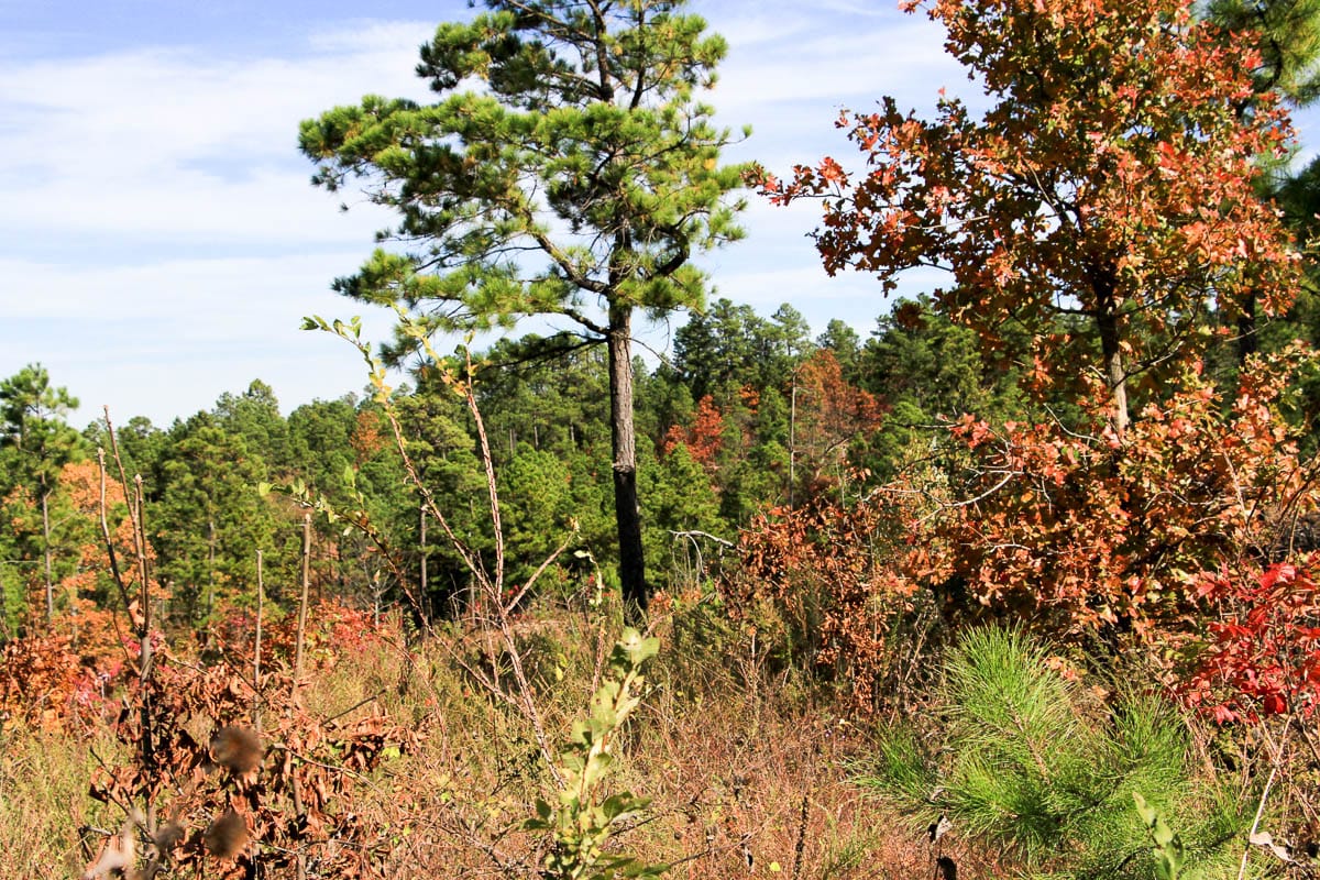 Stone Creek Phase III Tract 44 photo 17