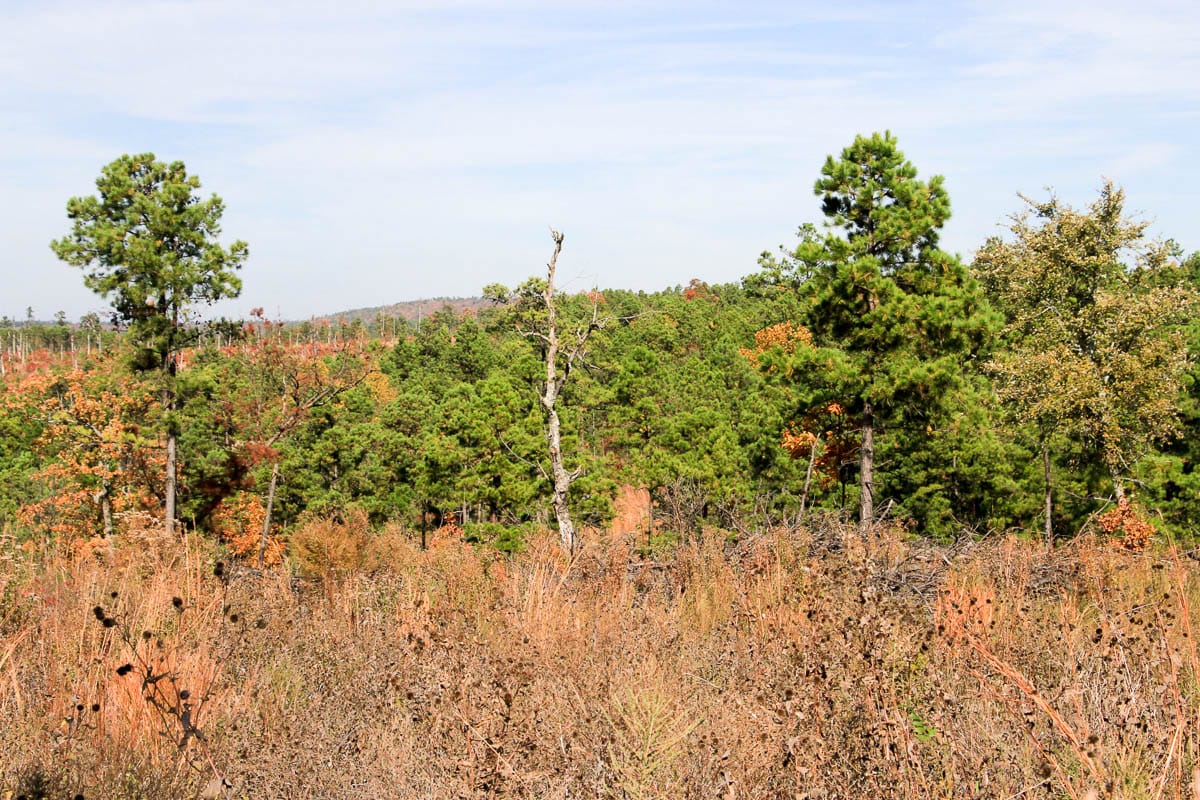 Stone Creek Phase III Tract 44 photo 20