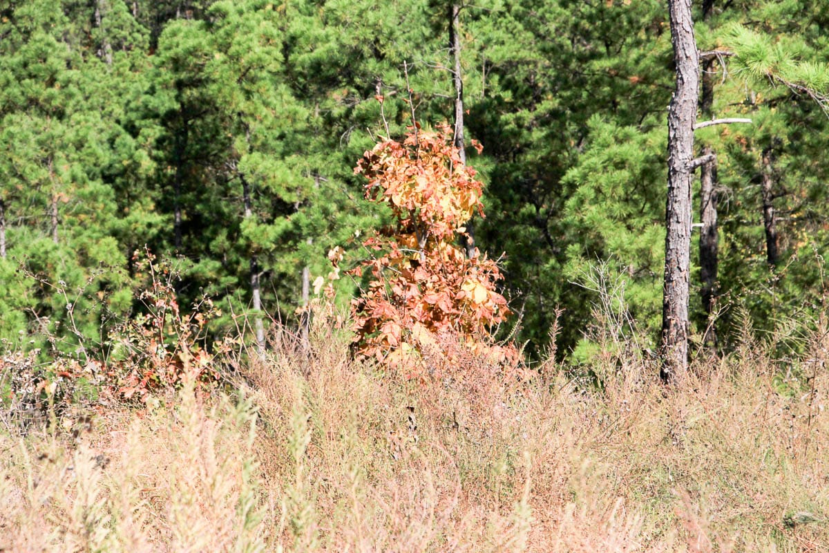 Stone Creek Phase III Tract 44 photo 22