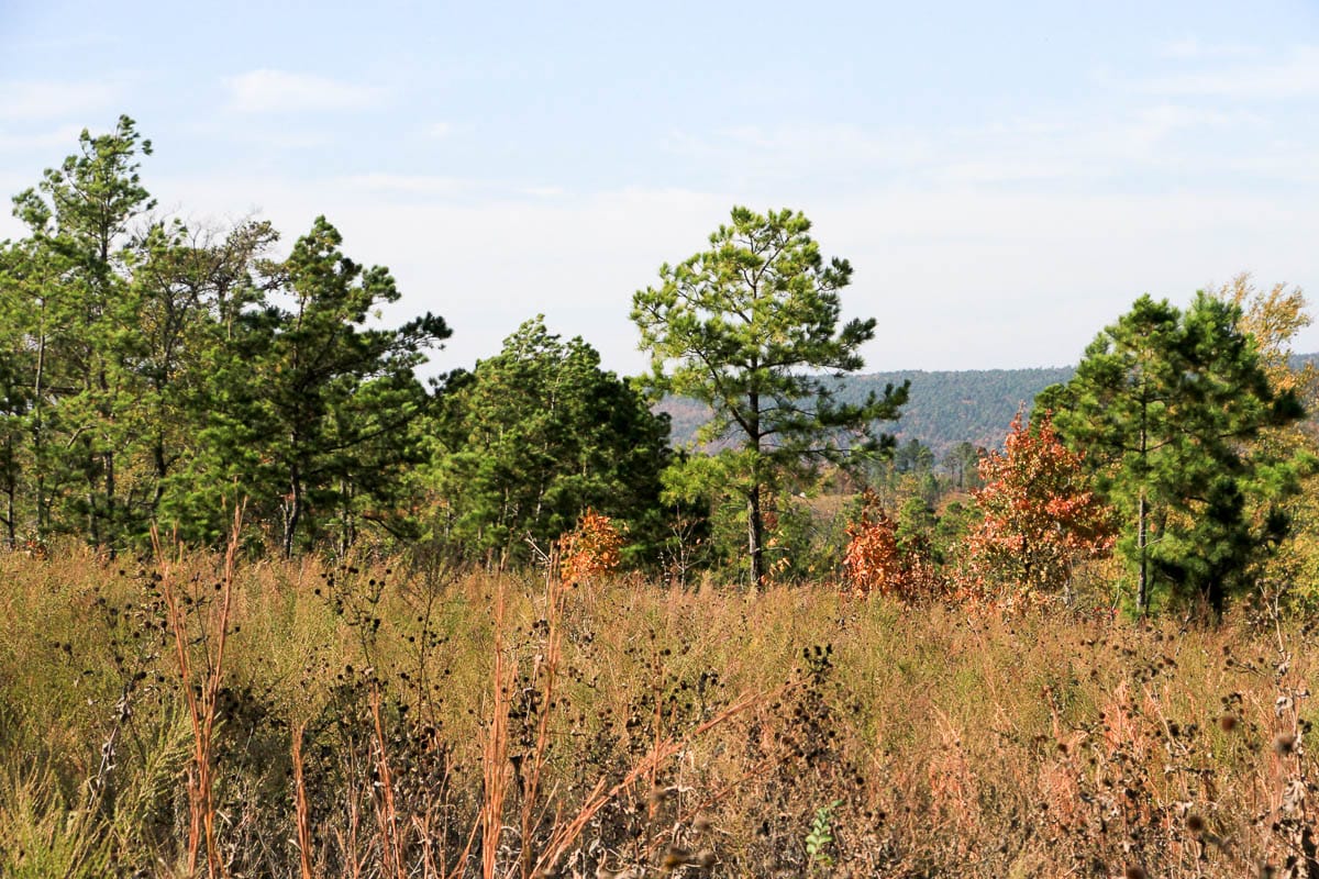 Stone Creek Phase III Tract 44 photo 24