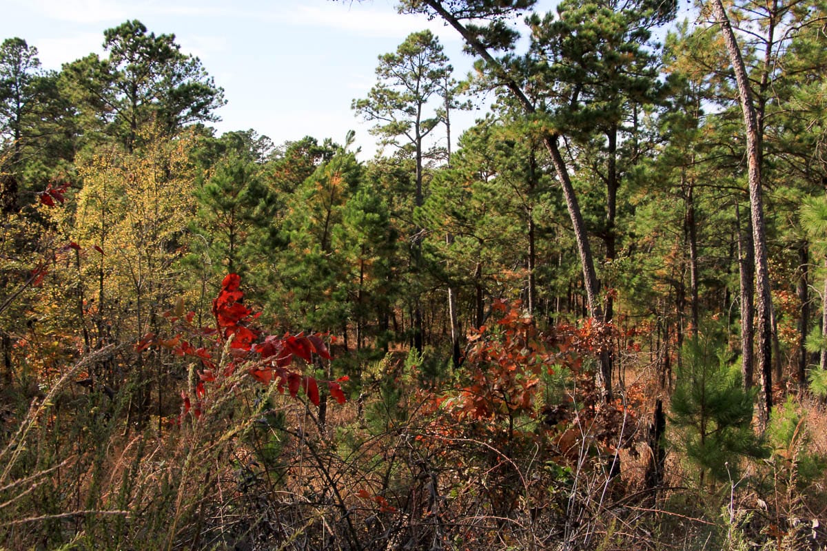 Stone Creek Phase III Tract 44 photo 28