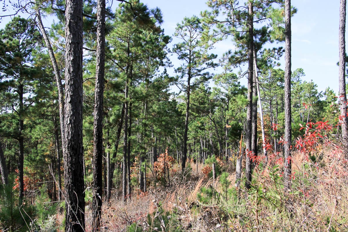 Stone Creek Phase III Tract 44 photo 29