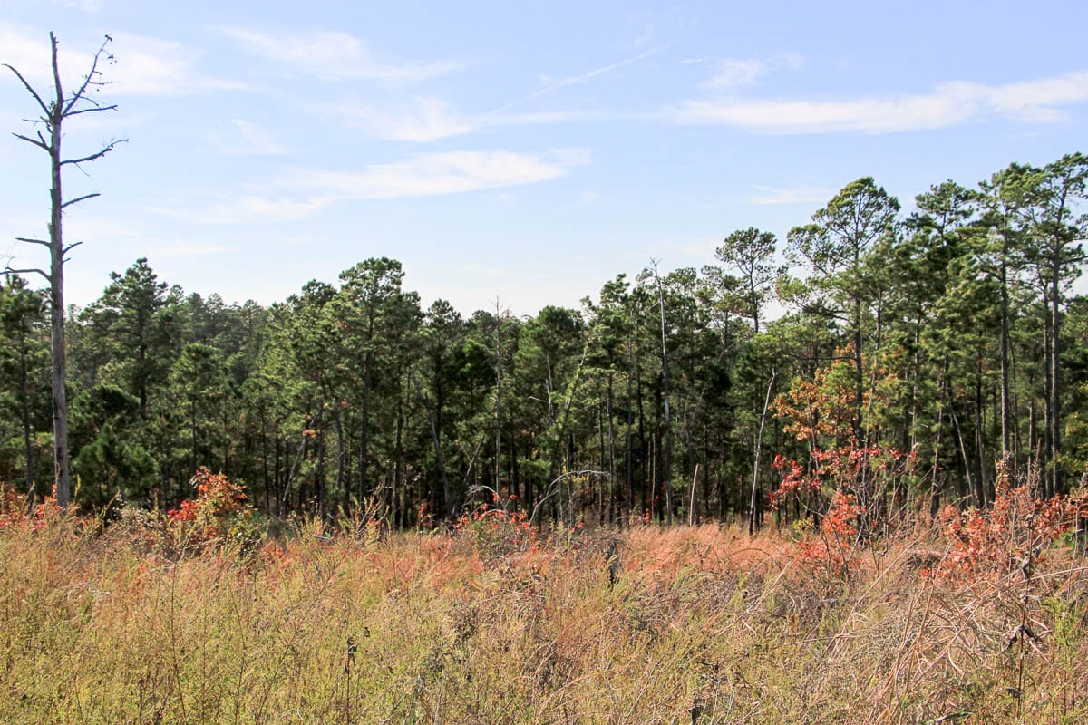 Stone Creek Phase III Tract 44 photo 30