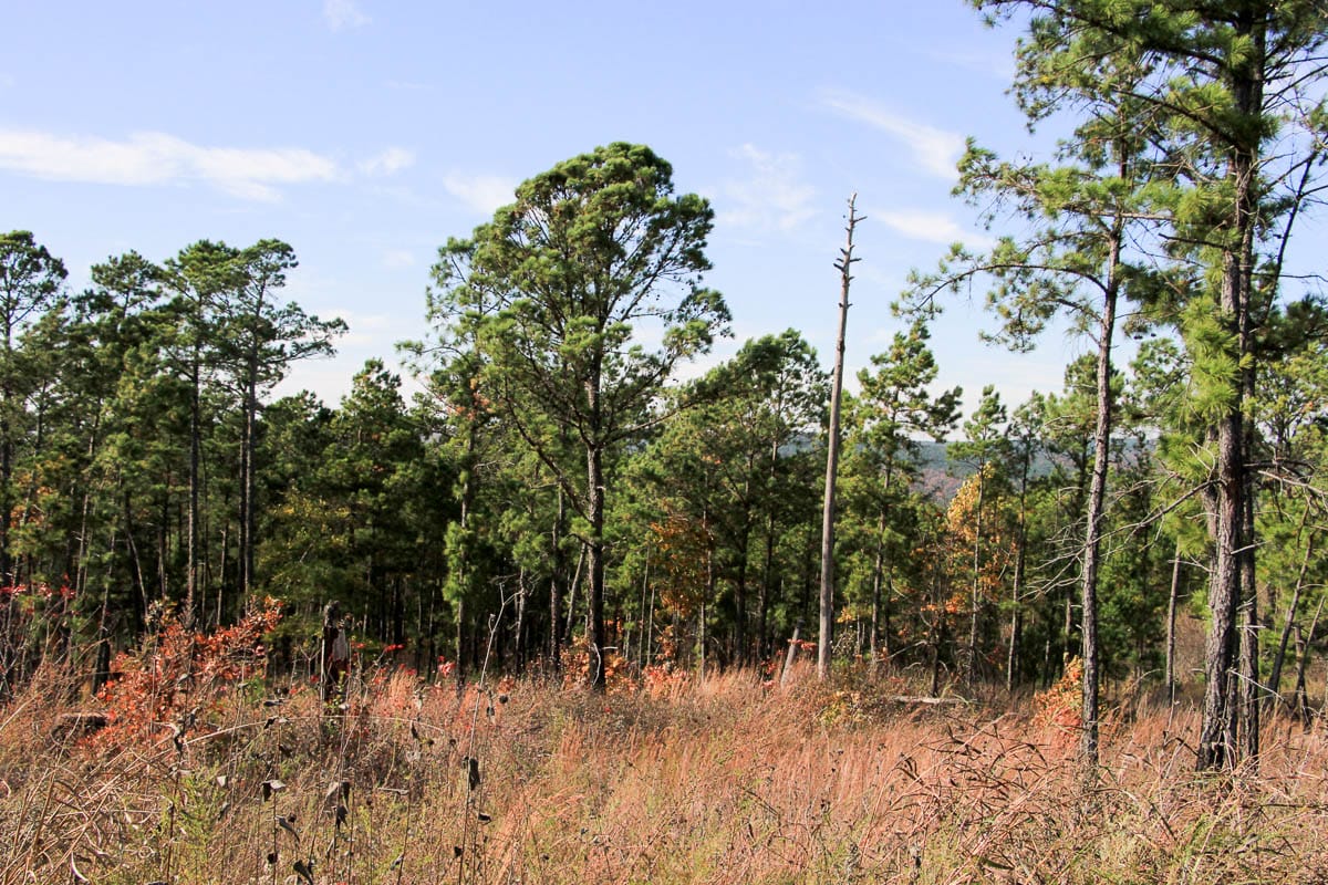 Stone Creek Phase III Tract 44 photo 31