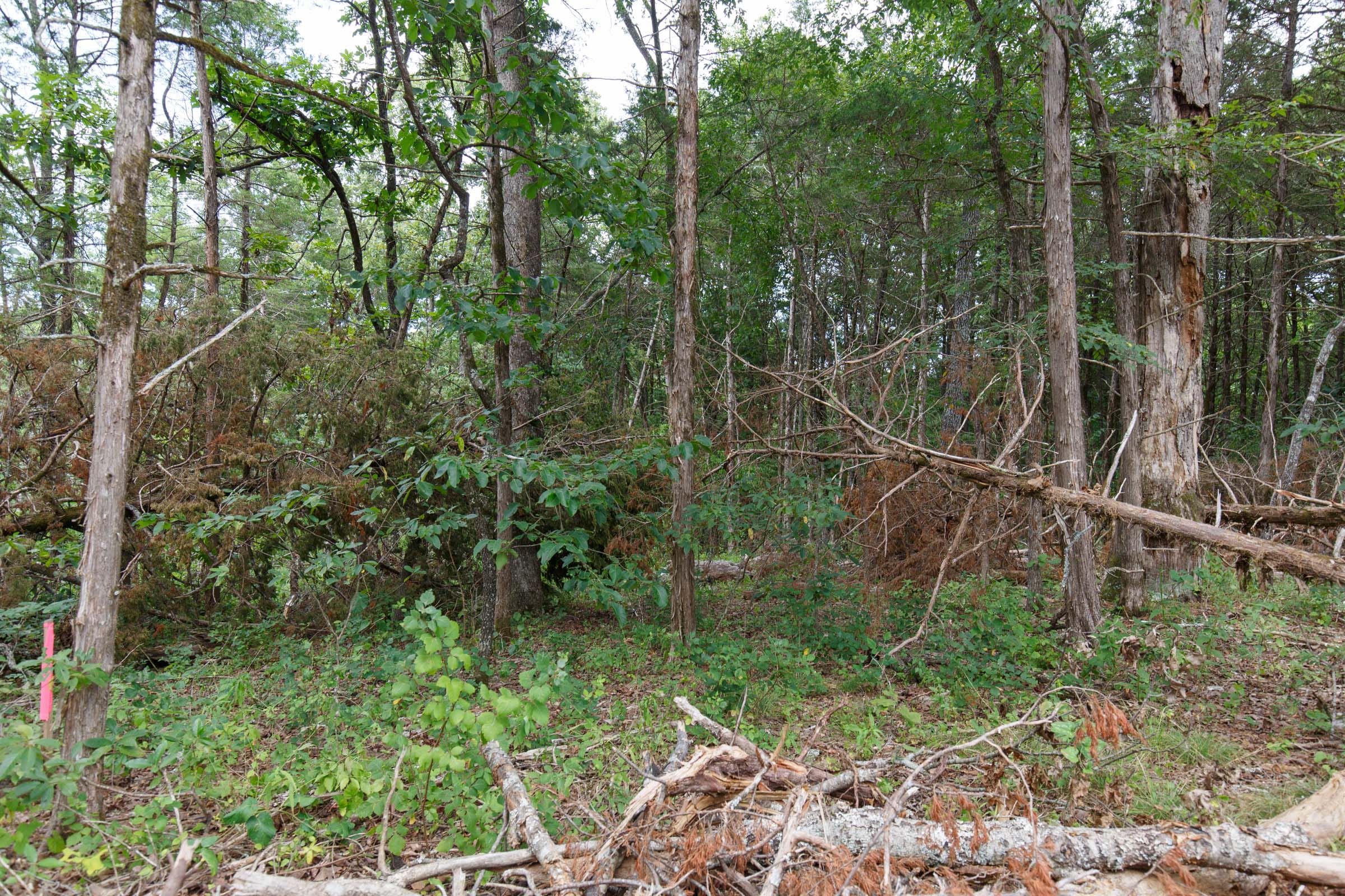 Wildwood Tract 17 photo 5