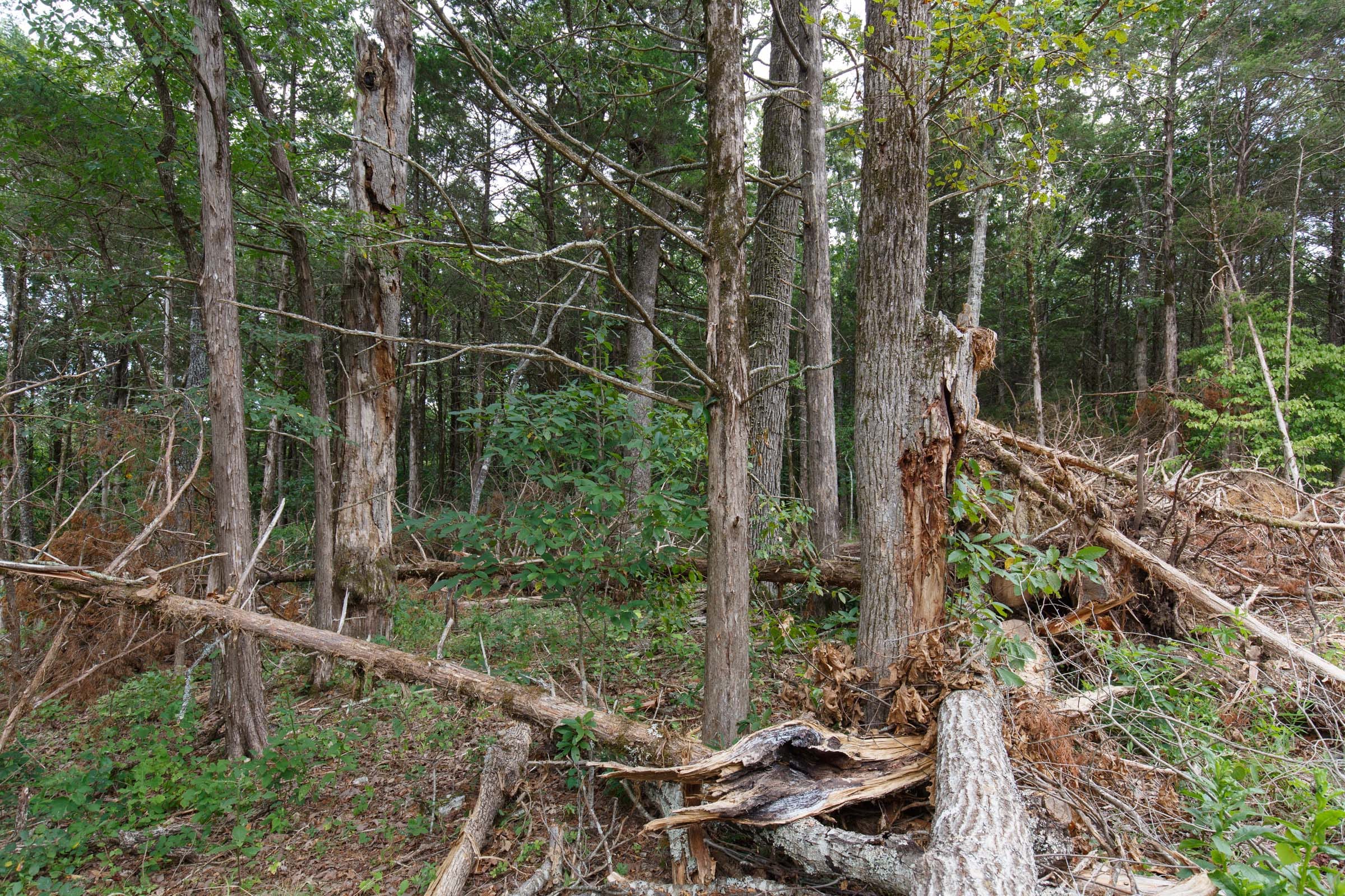 Wildwood Tract 17 photo 11