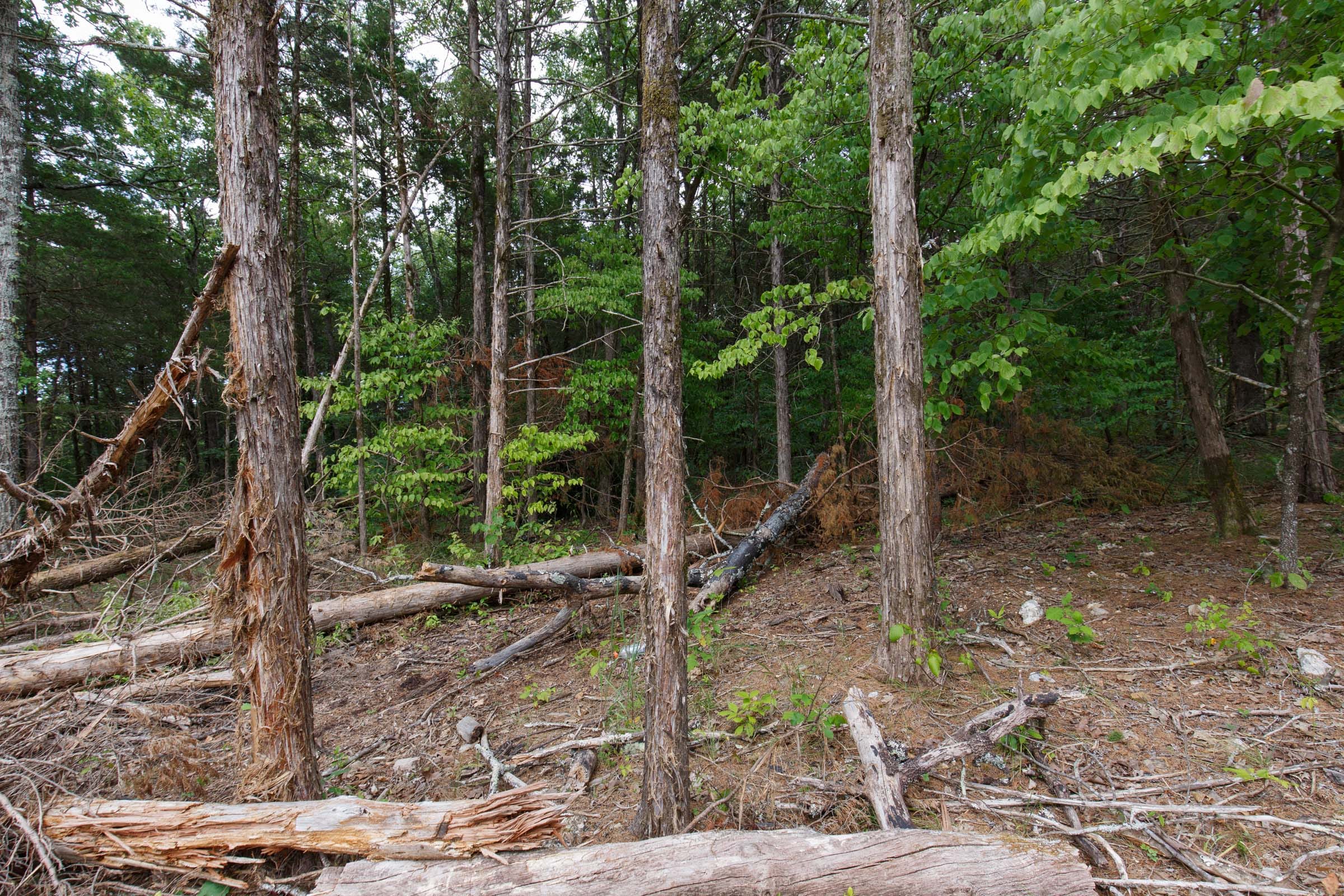 Wildwood Tract 17 photo 4