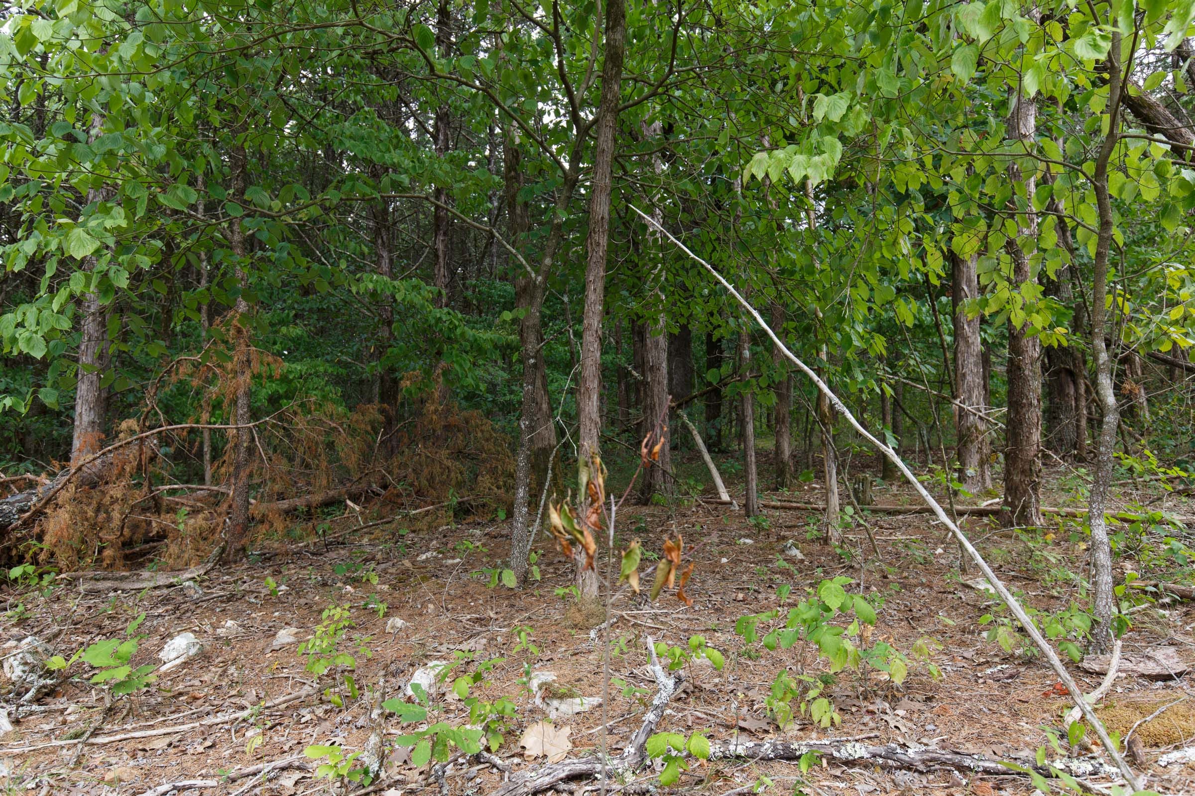 Wildwood Tract 17 photo 3