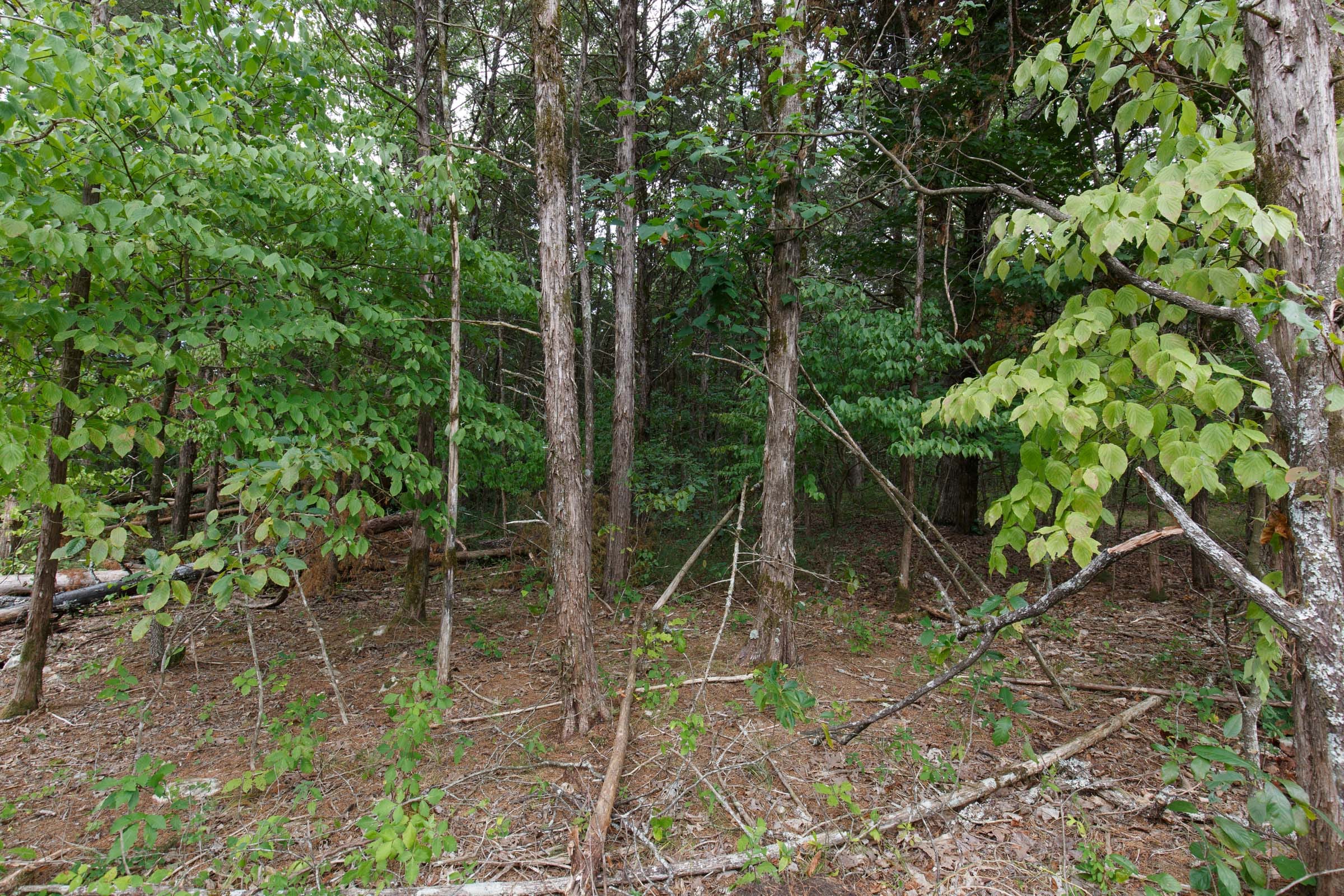 Wildwood Tract 17 photo 7