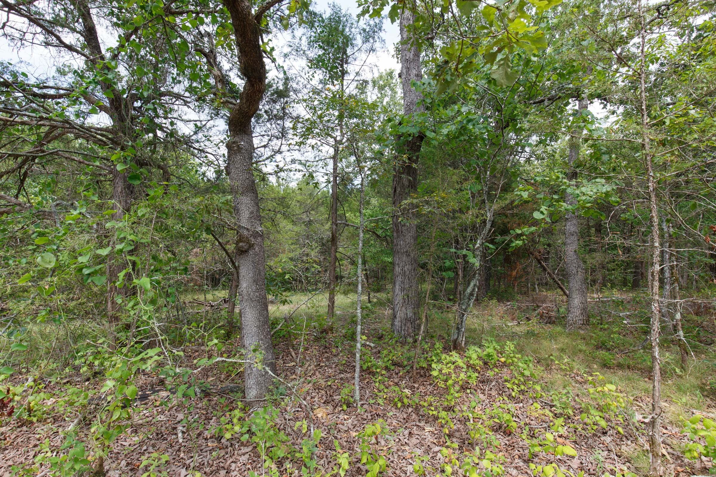Wildwood Tract 17 photo 2