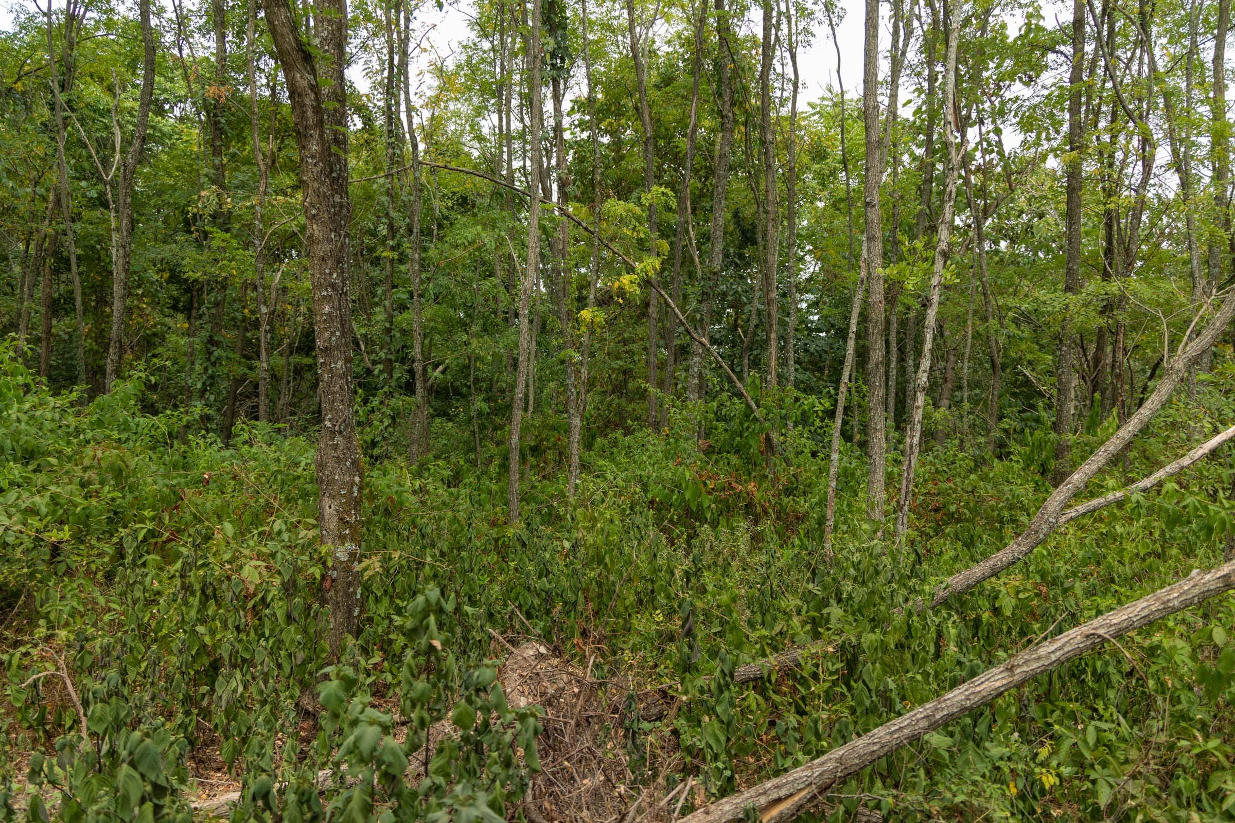 Big White Oak Tract 134 photo 2
