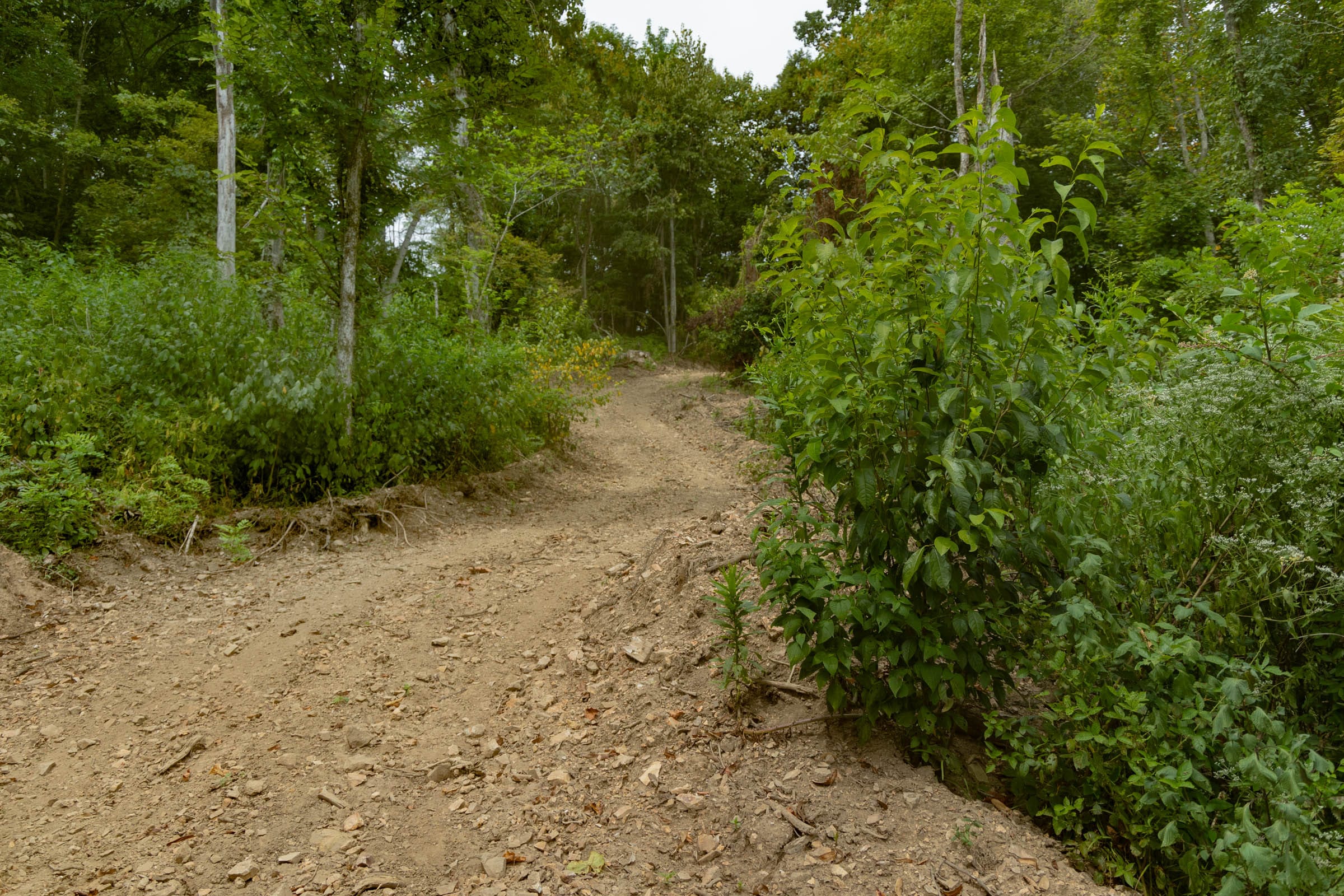 Big White Oak Tract 134 photo 1