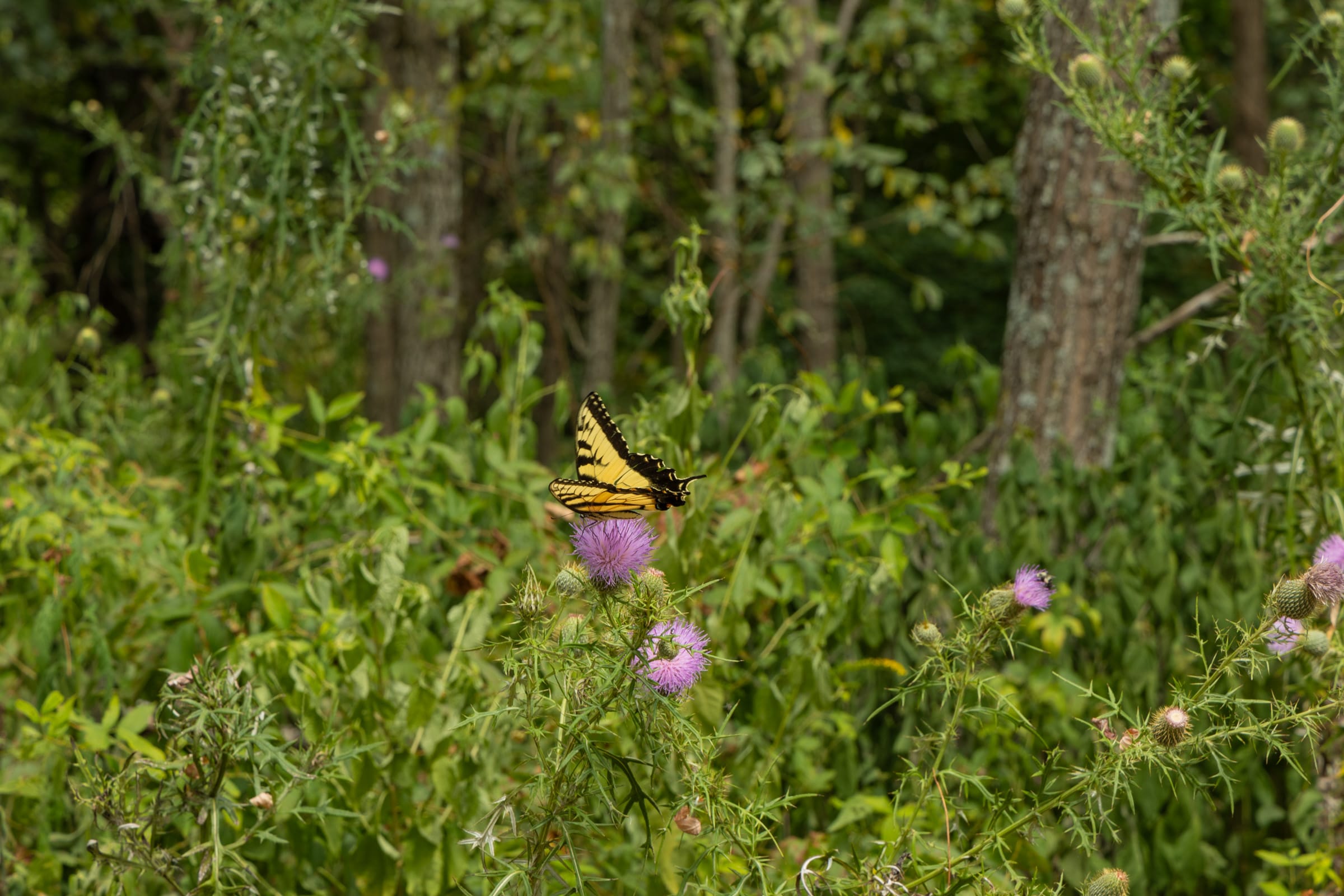 Big White Oak Tract 134 photo 17